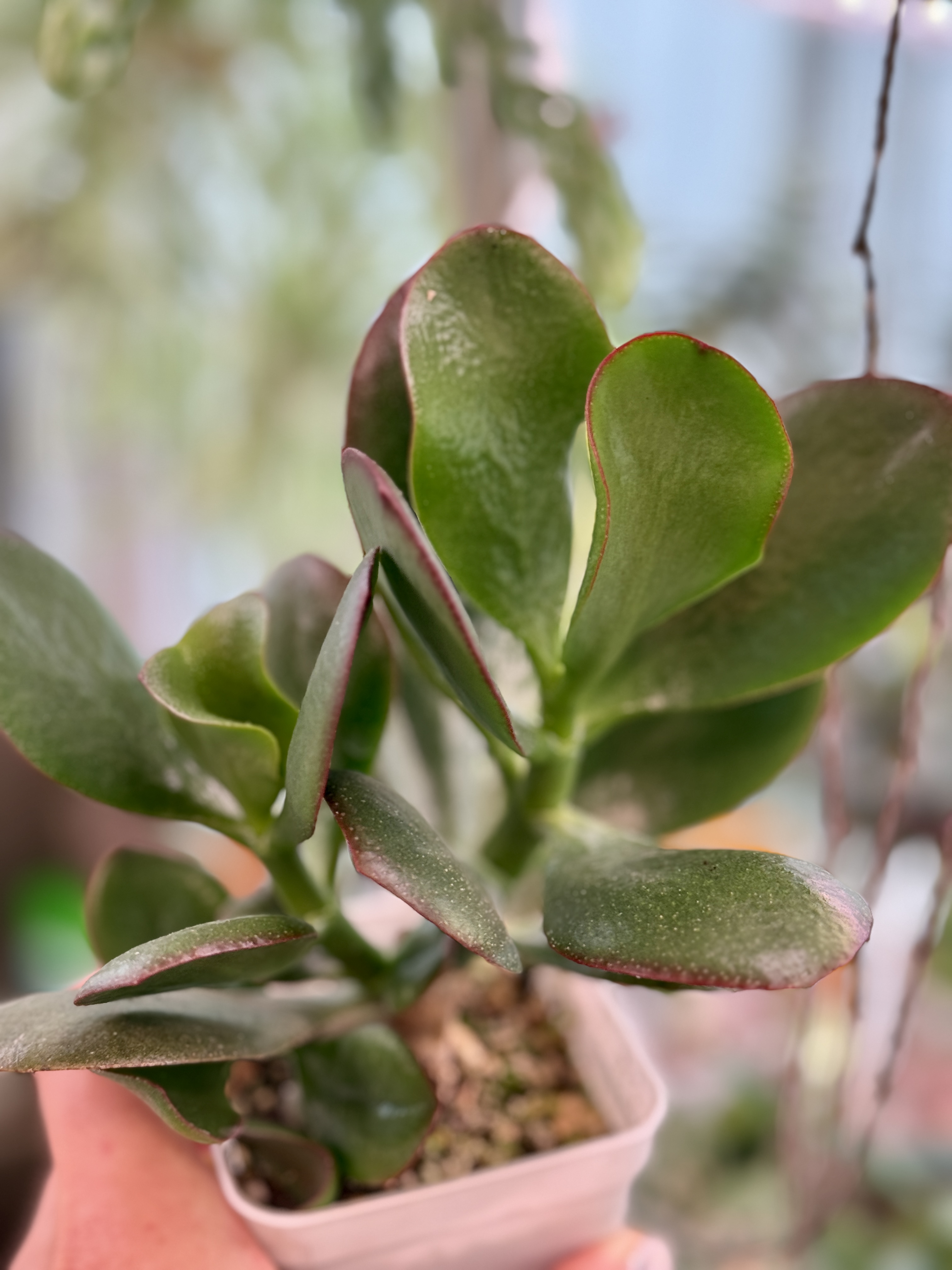 Крассула Харви Соланс - миниатюра 2