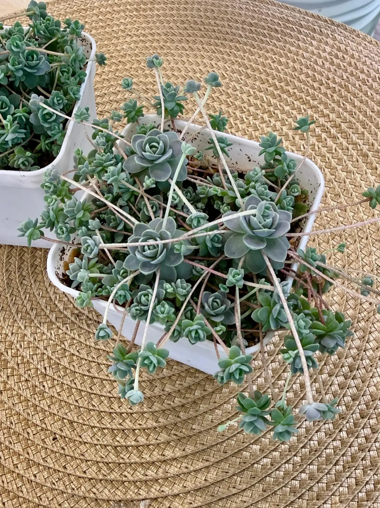 Комнатное растение Горноколосник Иваренге