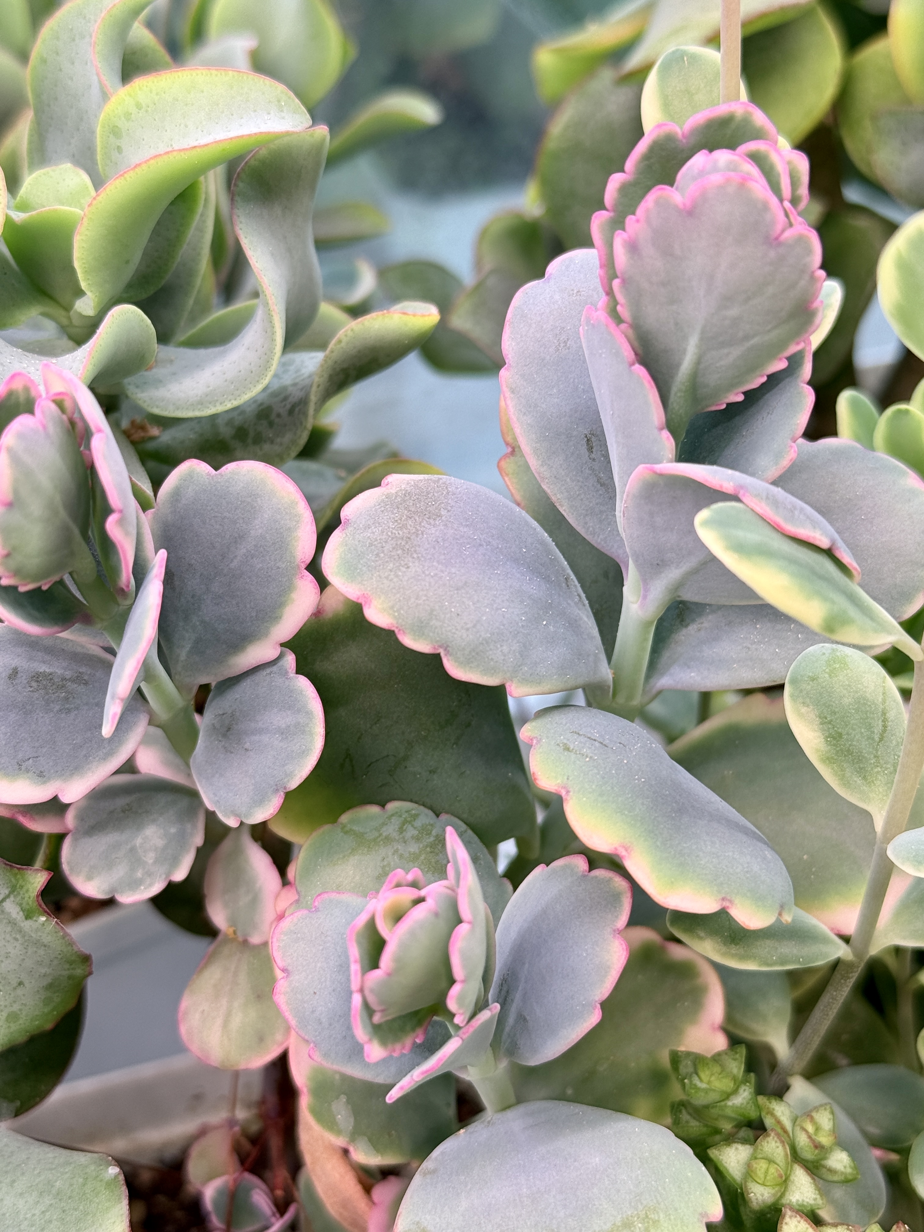 Комнатное растение Каланхоэ Федченко вариегатный