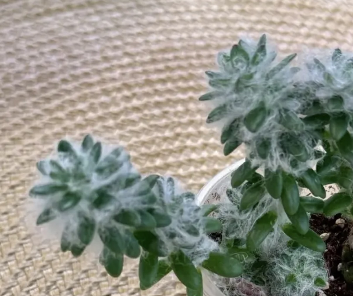 Комнатное растение Портулак Вердермана