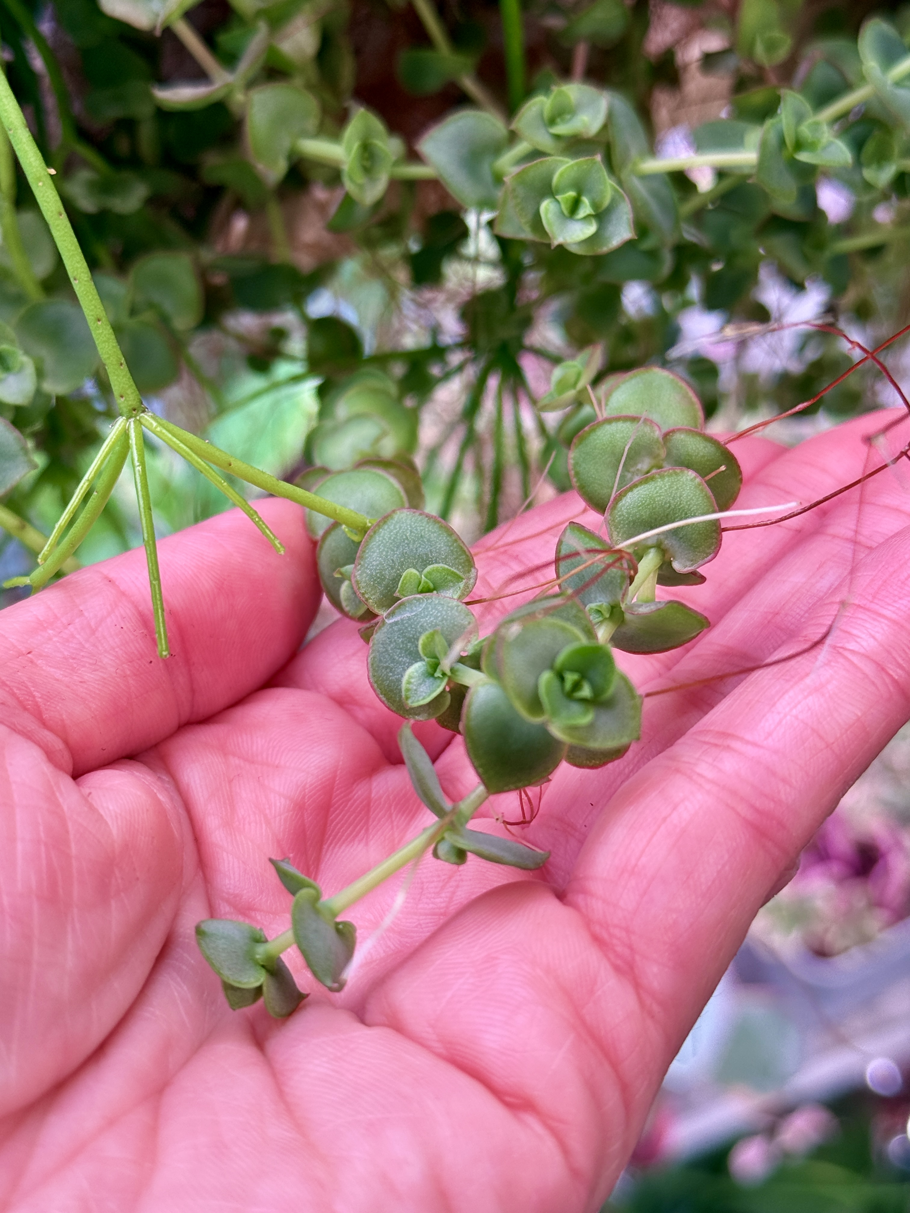 Крассула Пеллюцида - миниатюра 3