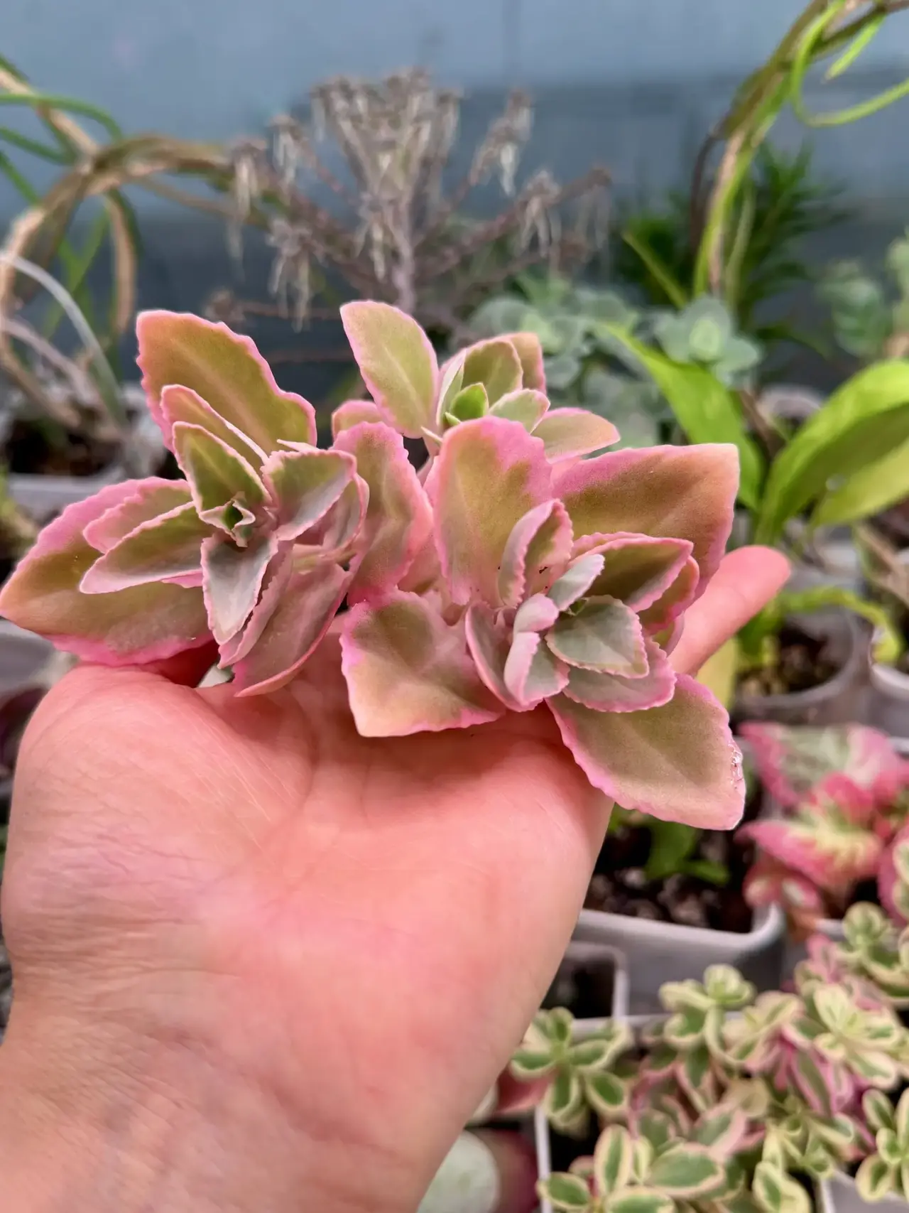 Каланхоэ Лациниата вариегатная - миниатюра 2