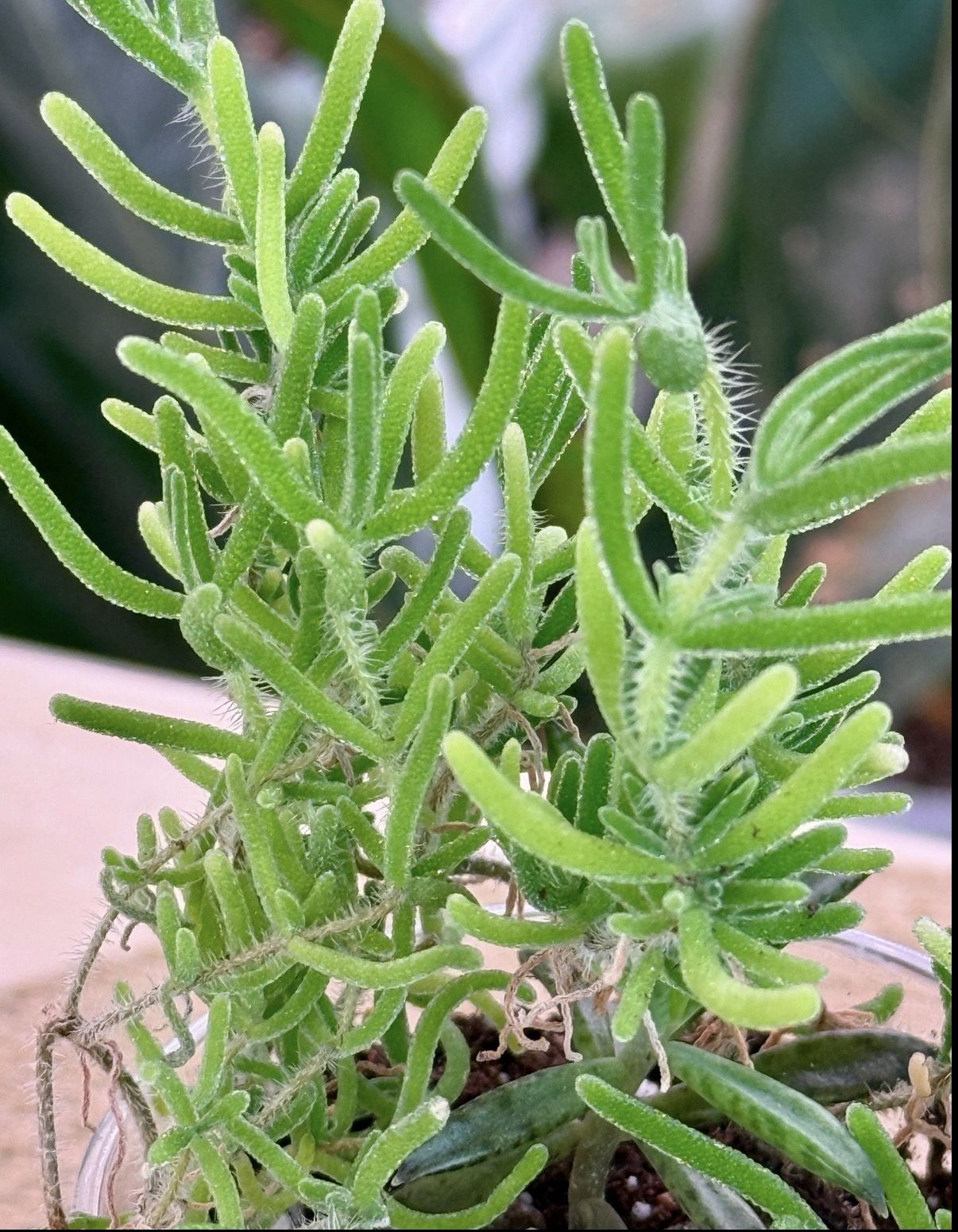 Комнатное растение Дрозантемум эбурнеум