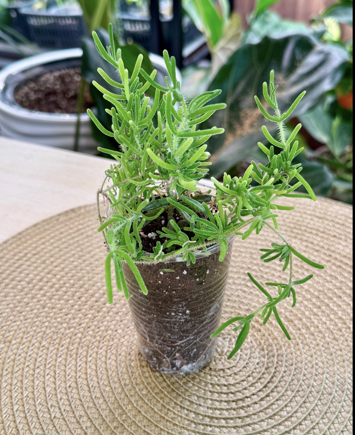 Дрозантемум эбурнеум - миниатюра 2