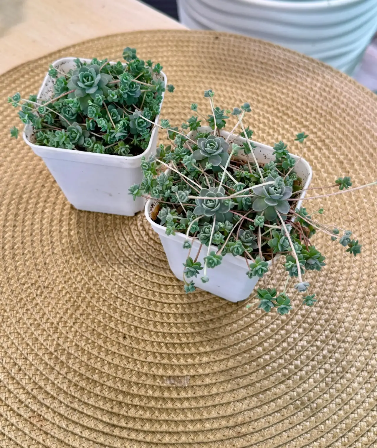 Горноколосник Иваренге - миниатюра 2