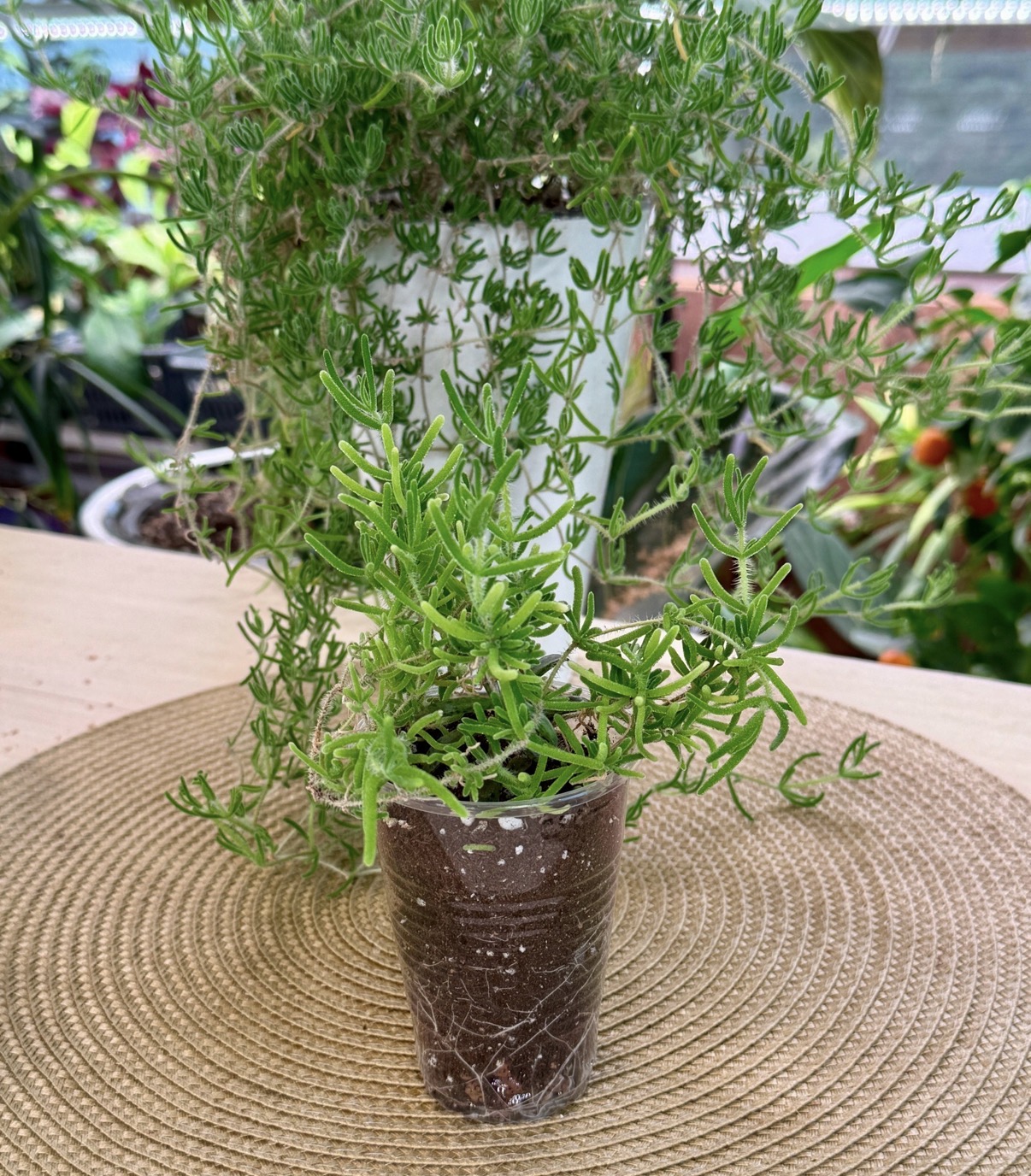 Дрозантемум эбурнеум - миниатюра 4