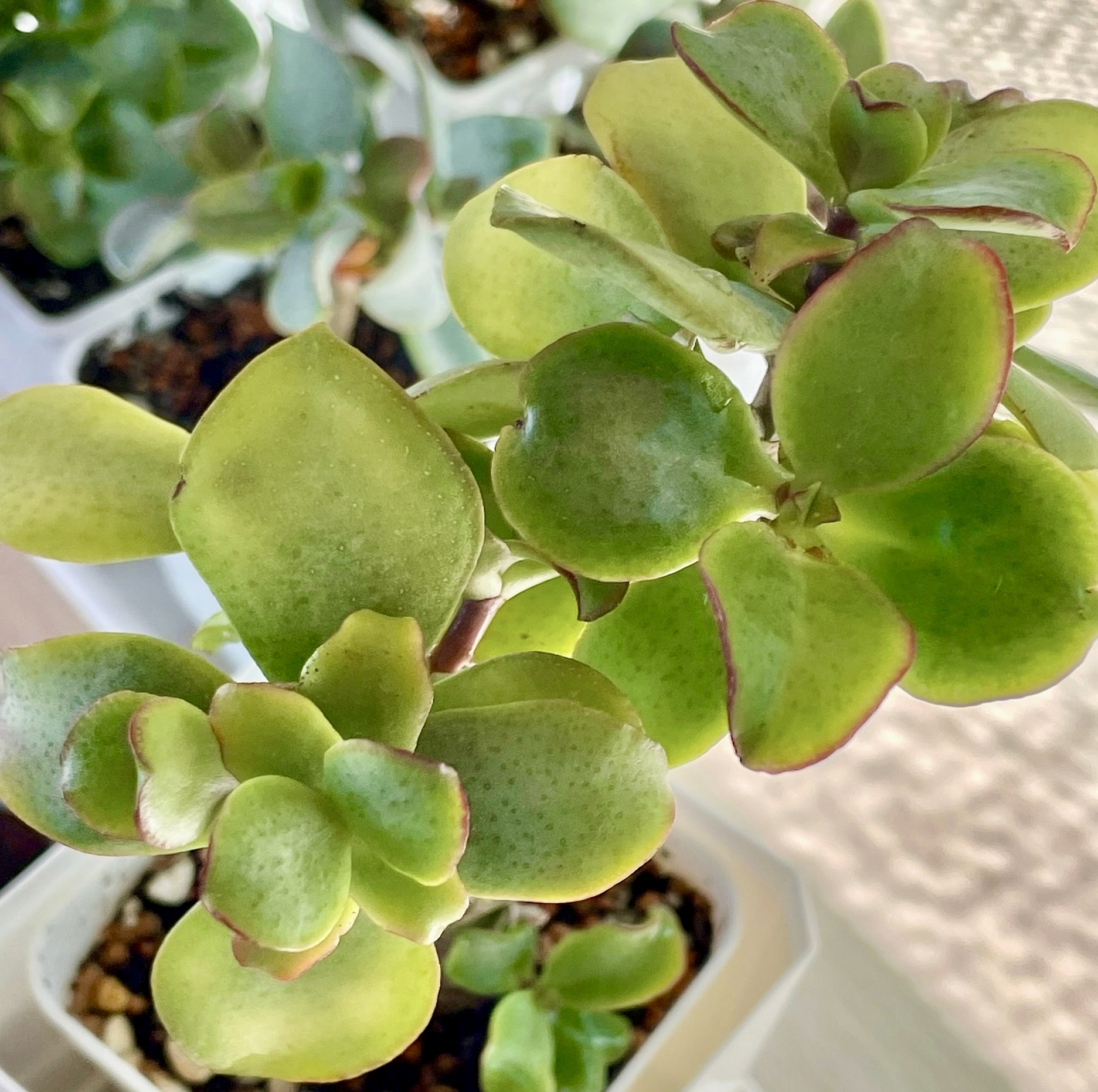 Комнатное растение Крассула «Жёлтая Птичка»