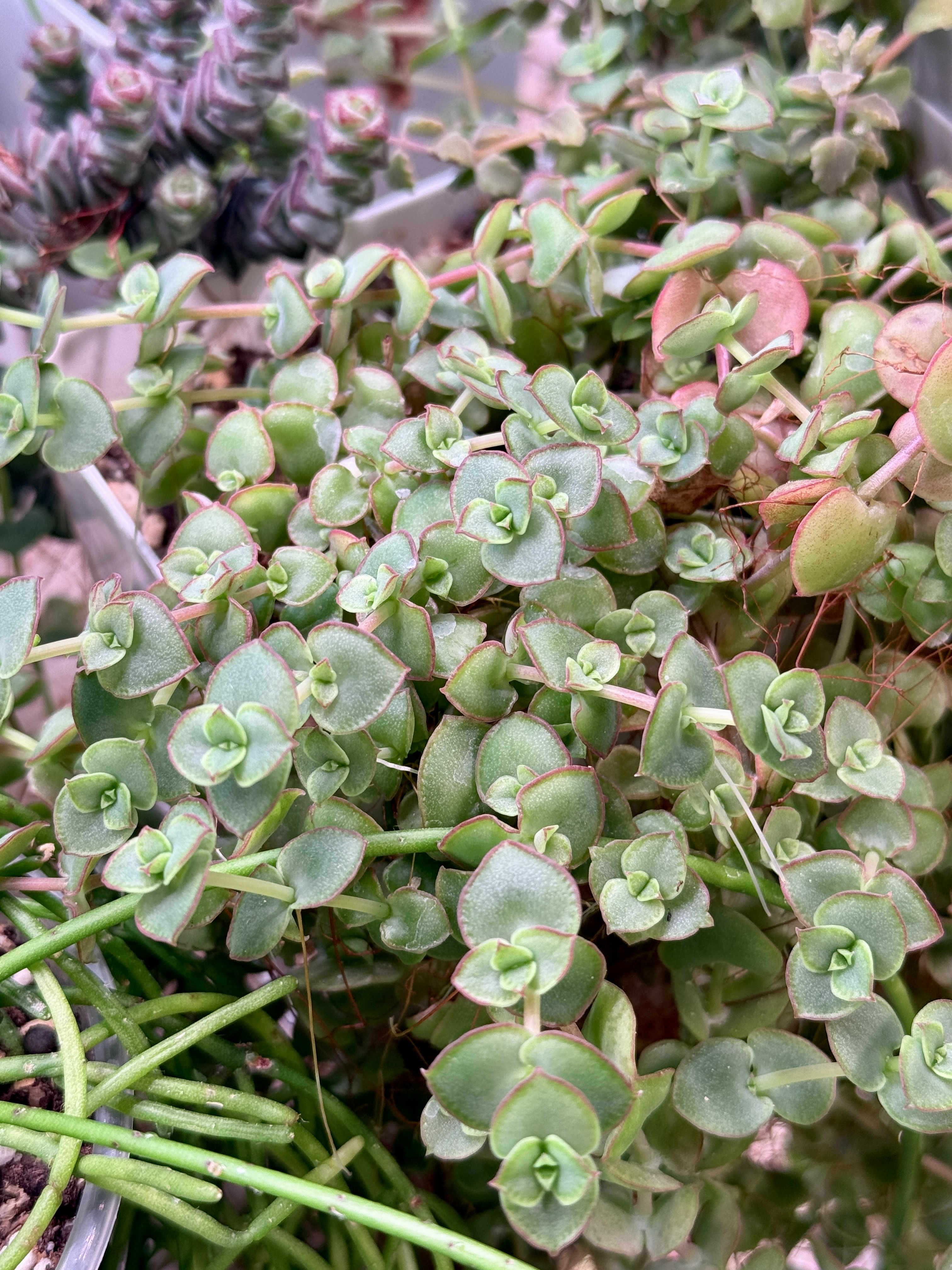 Крассула Пеллюцида - миниатюра 2