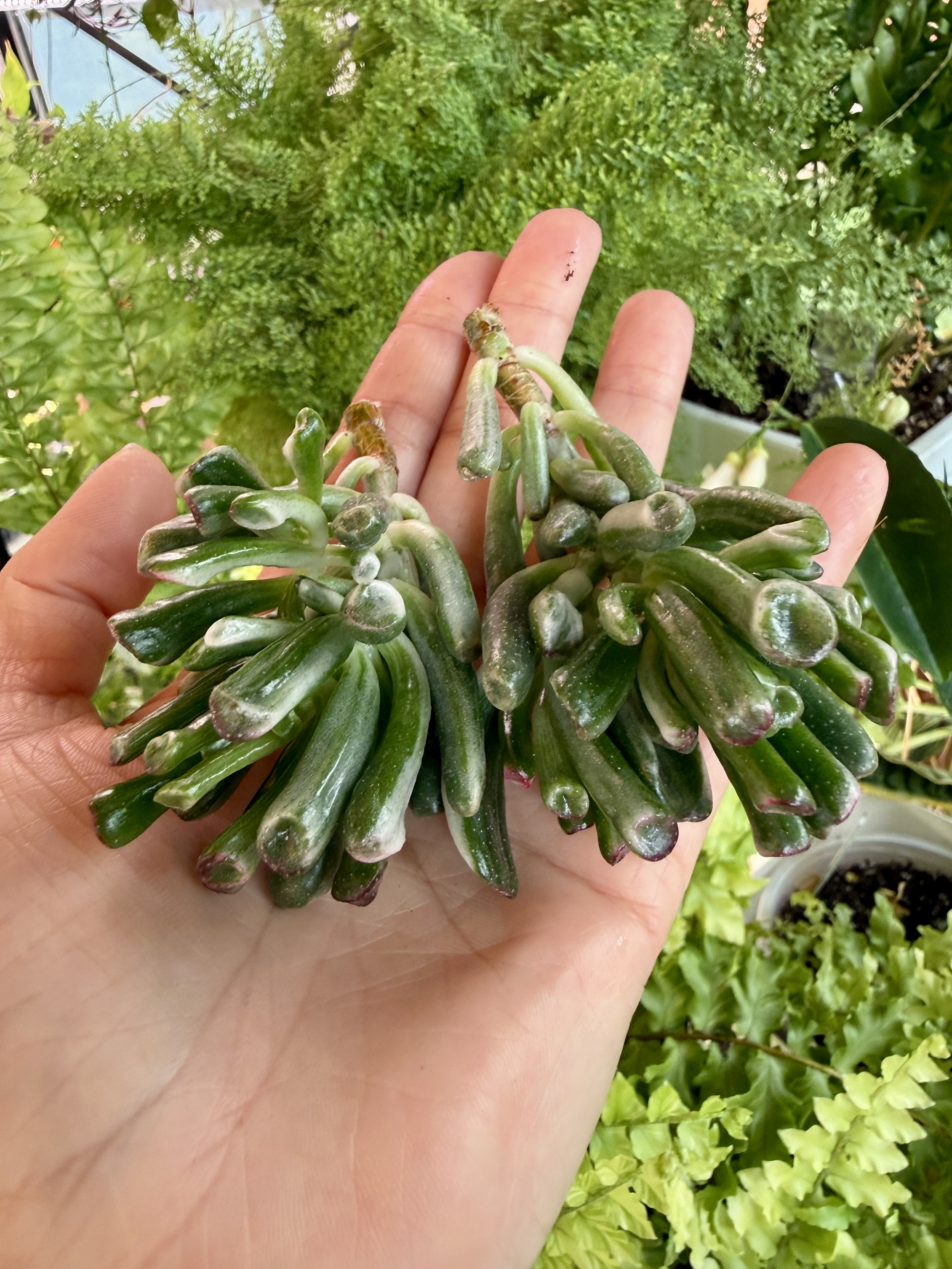 Крассула голлум вайт вар - миниатюра 3