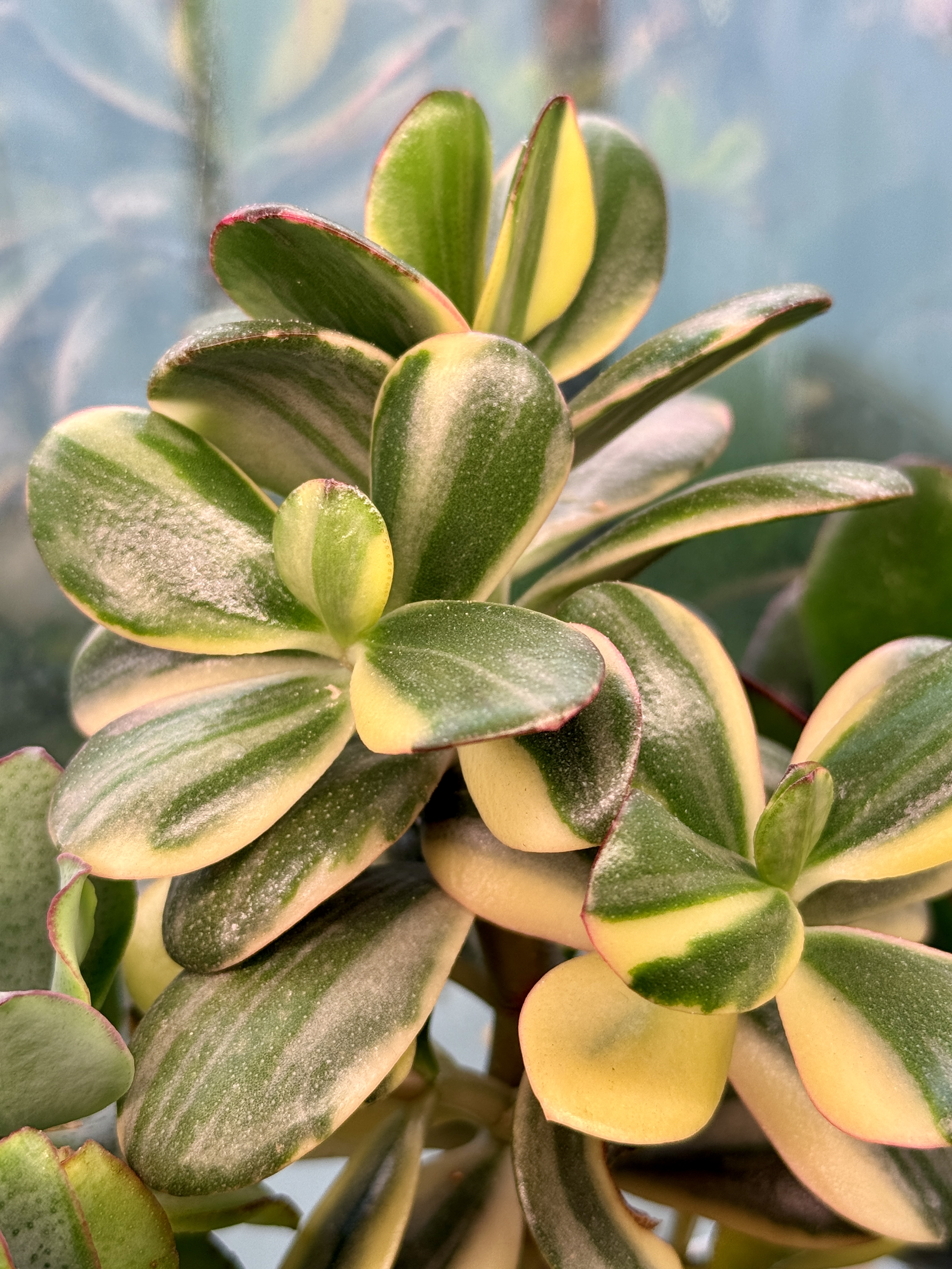 Комнатное растение Крассула Альба