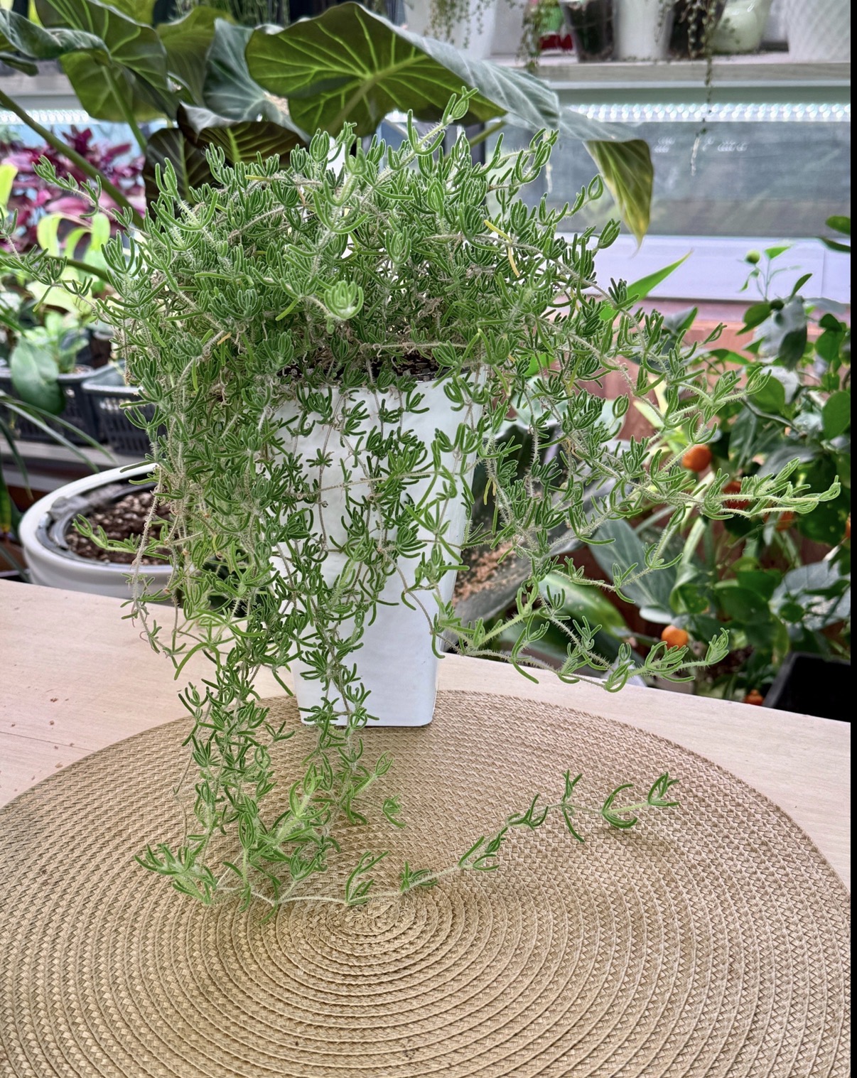 Дрозантемум эбурнеум - миниатюра 3