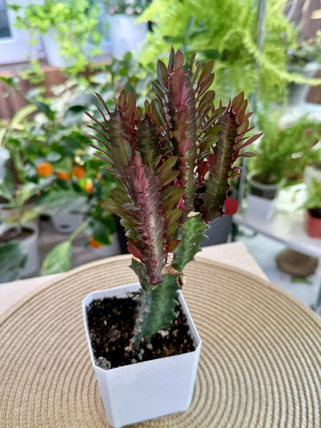 Комнатное растение Эуфорбия тригона рубра