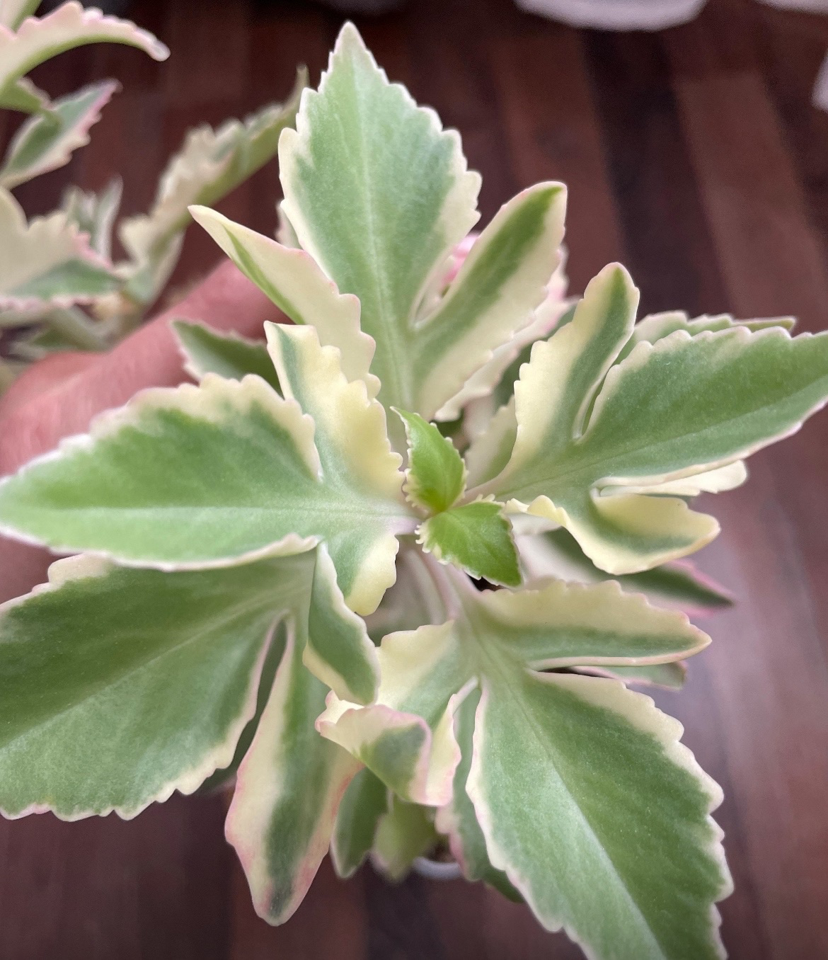 Комнатное растение Каланхоэ Лациниата вариегатная