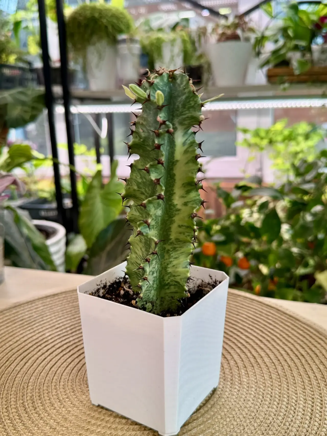 Комнатное растение Эуфорбия вар