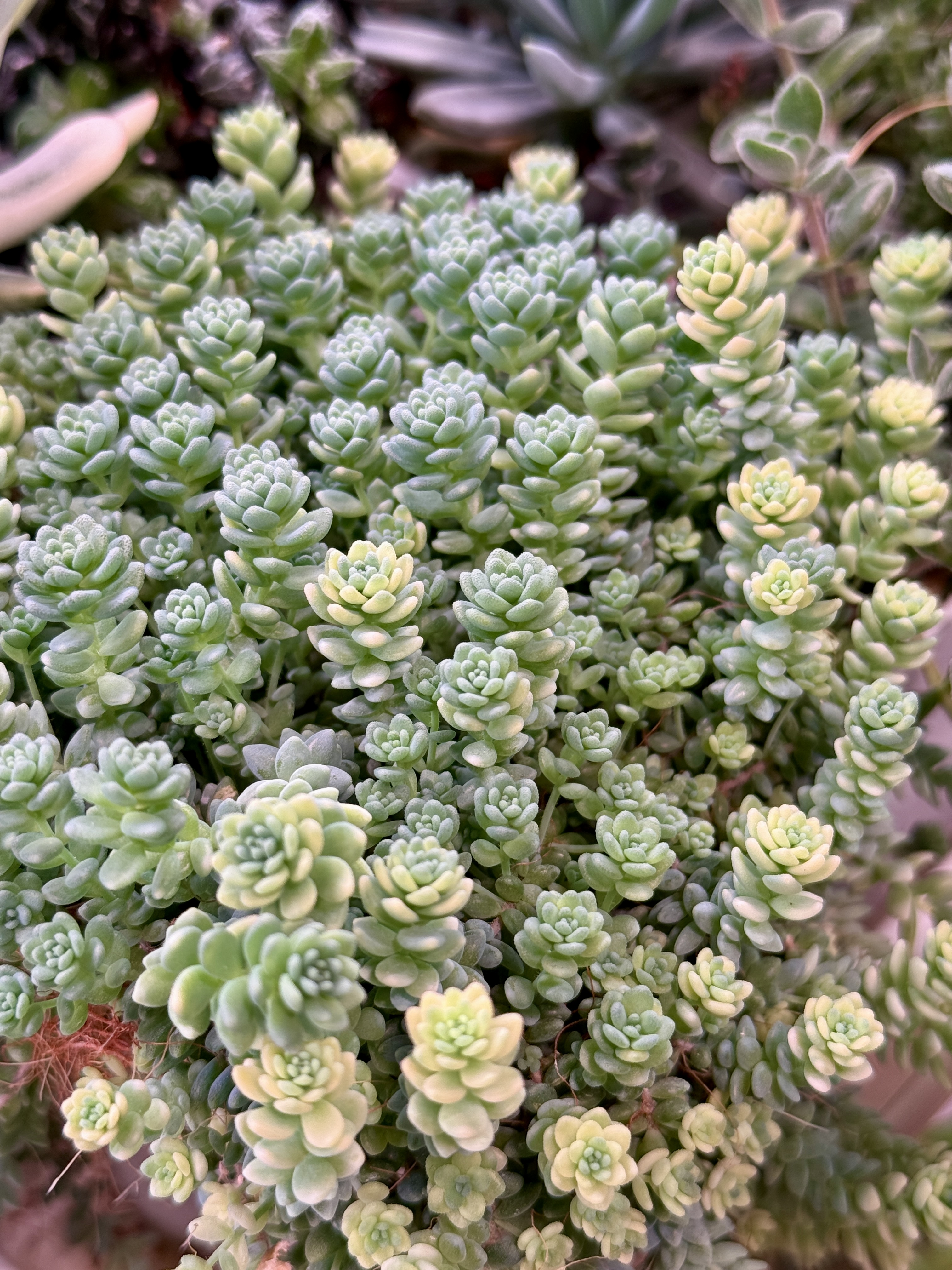 Седум Дасифиллум Мажор - миниатюра 2