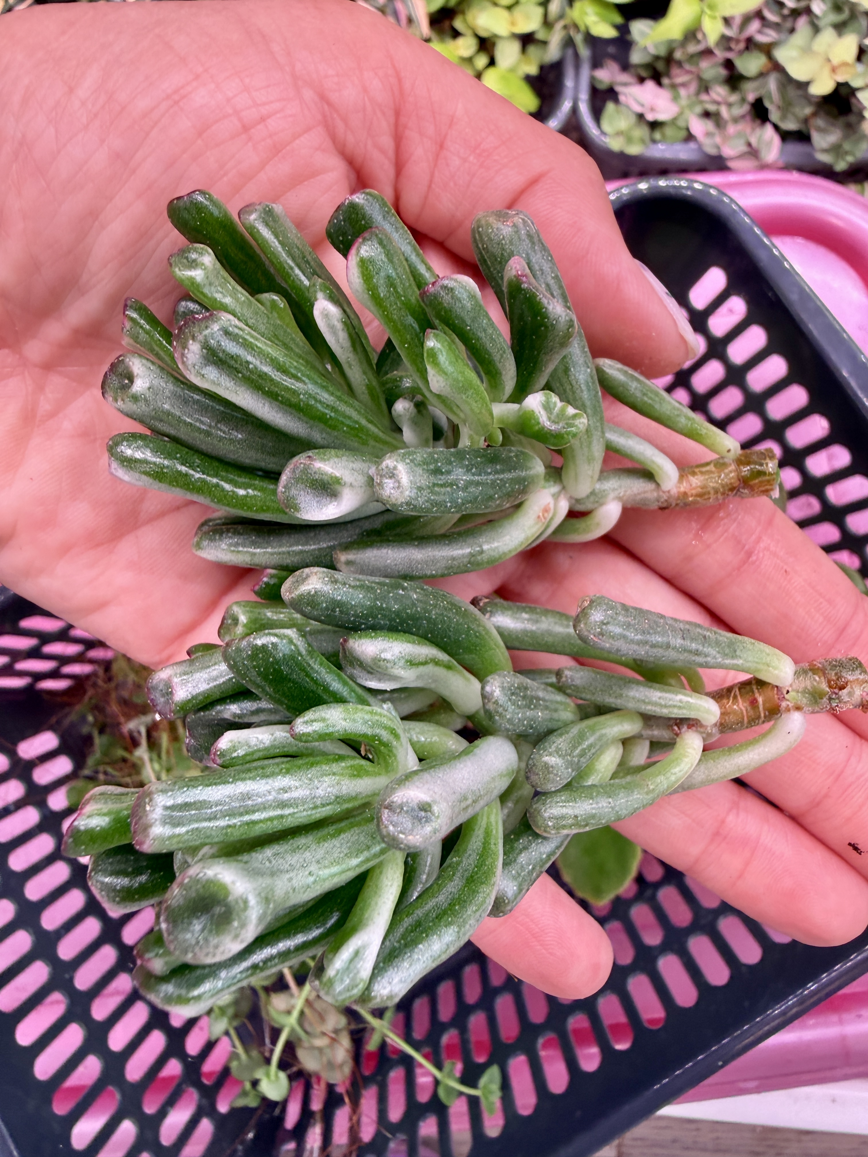 Крассула голлум вайт вар - миниатюра 2