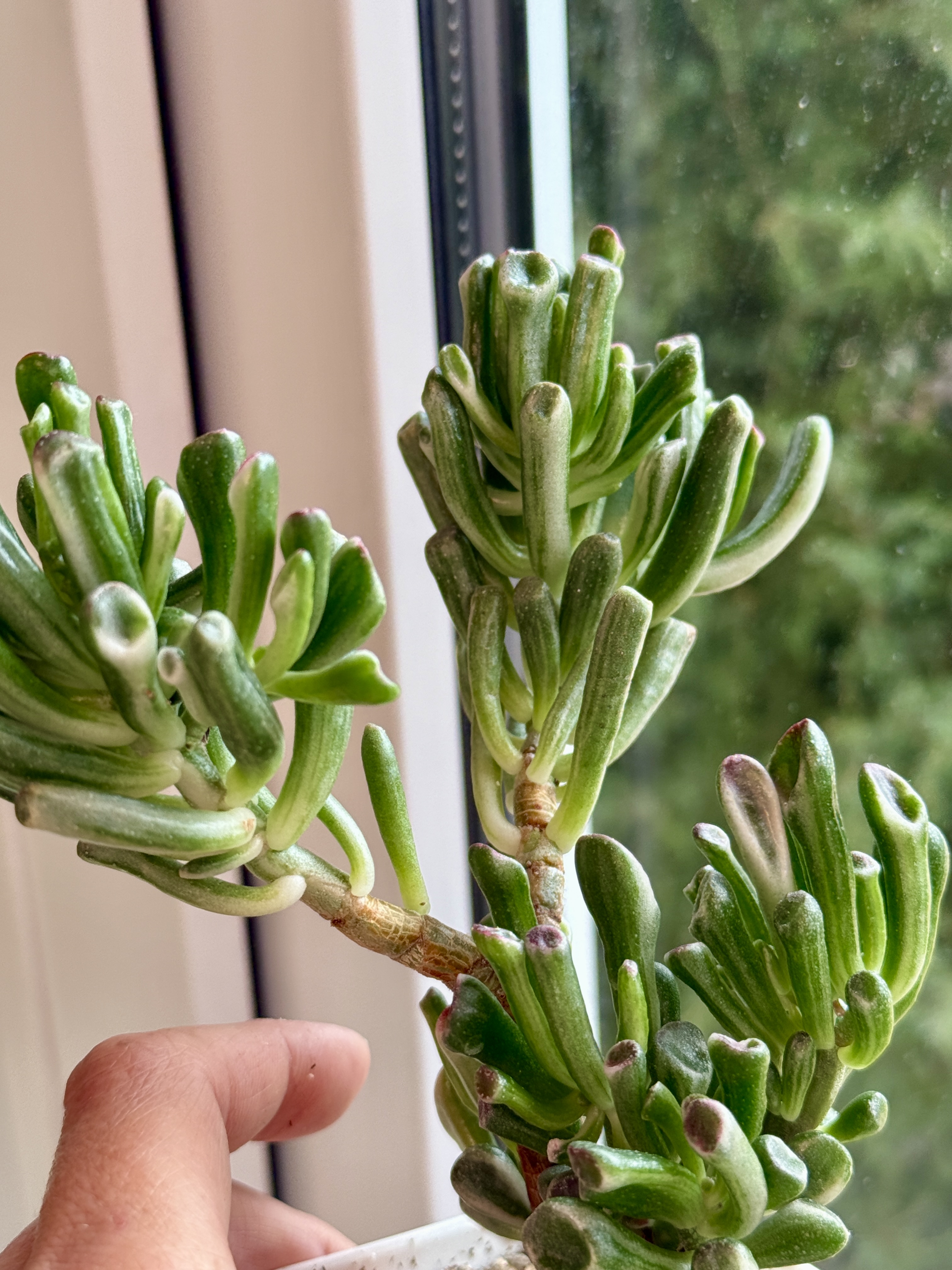 Крассула голлум вайт вар - миниатюра 4