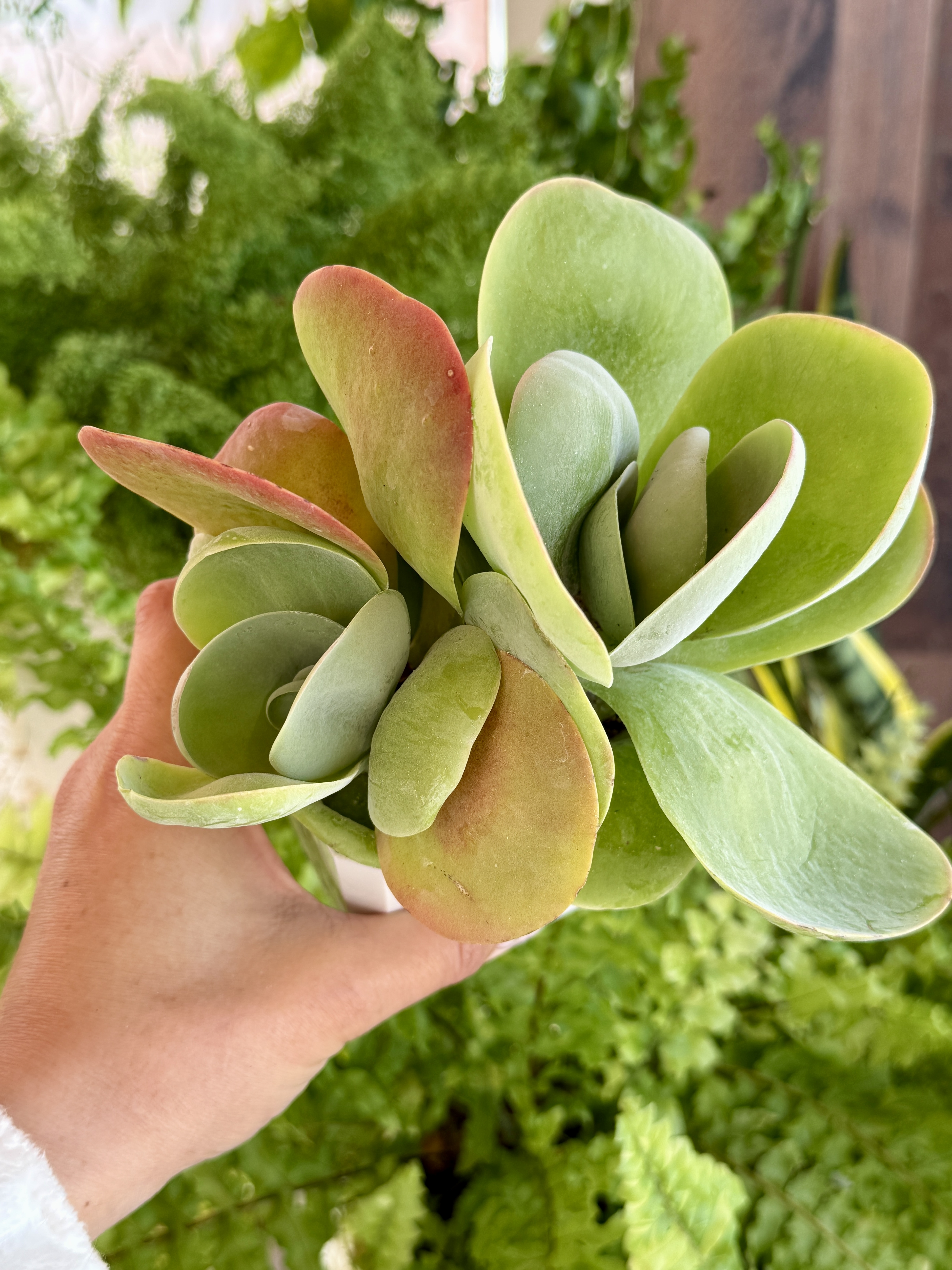 Комнатное растение Каланхоэ Лусия