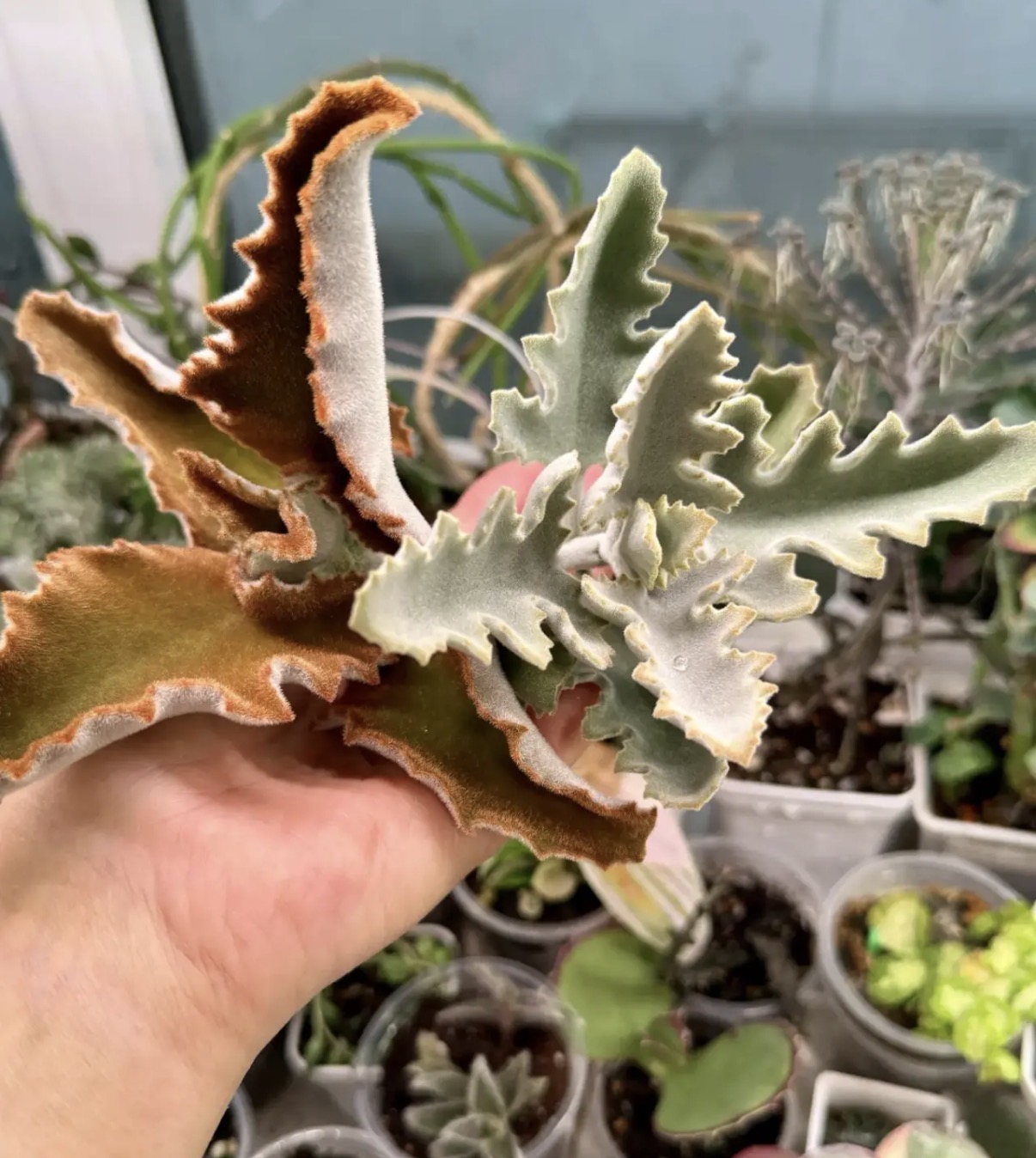 Комнатное растение Каланхое Бехарское