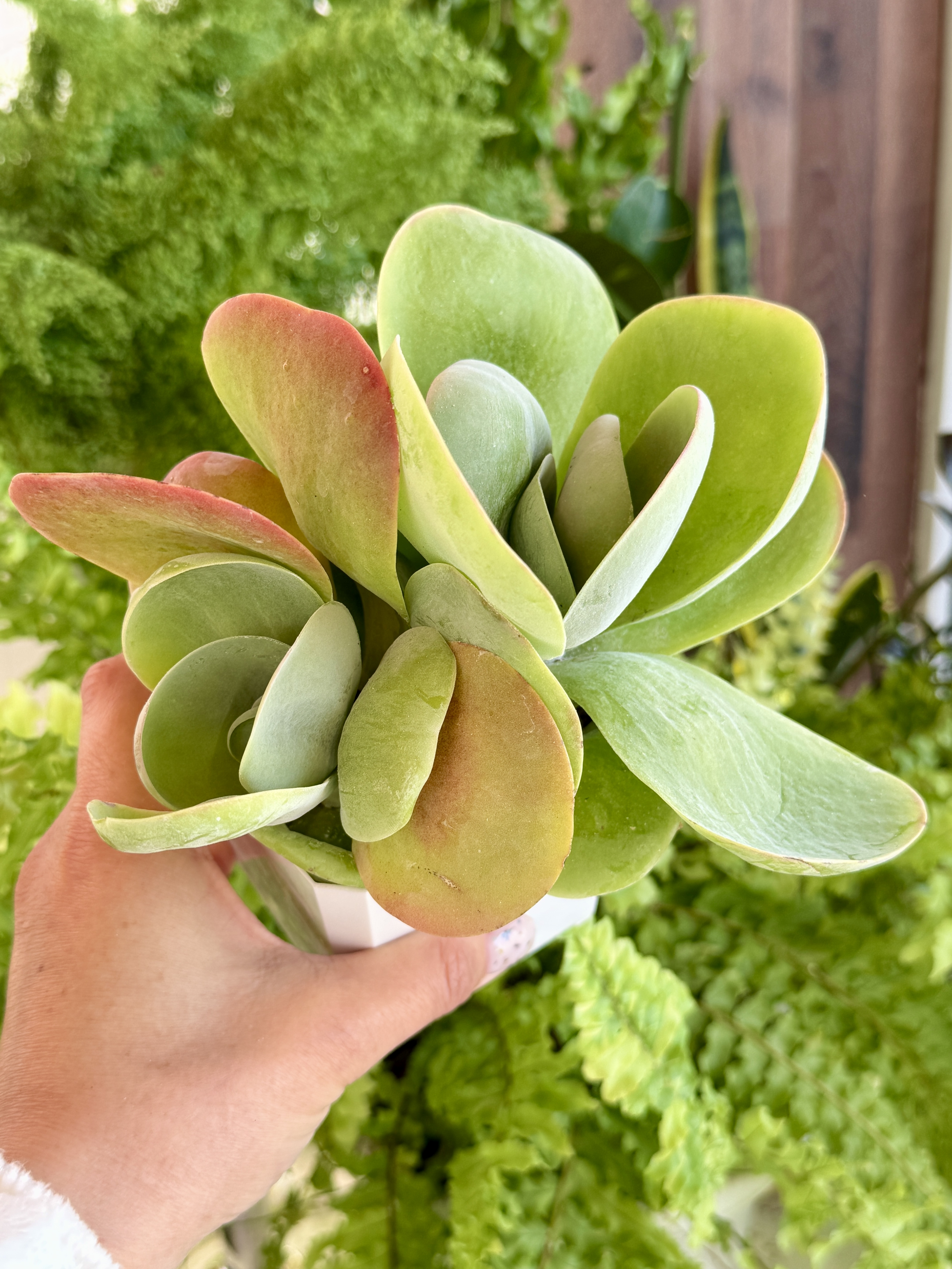 Каланхоэ Лусия - миниатюра 2