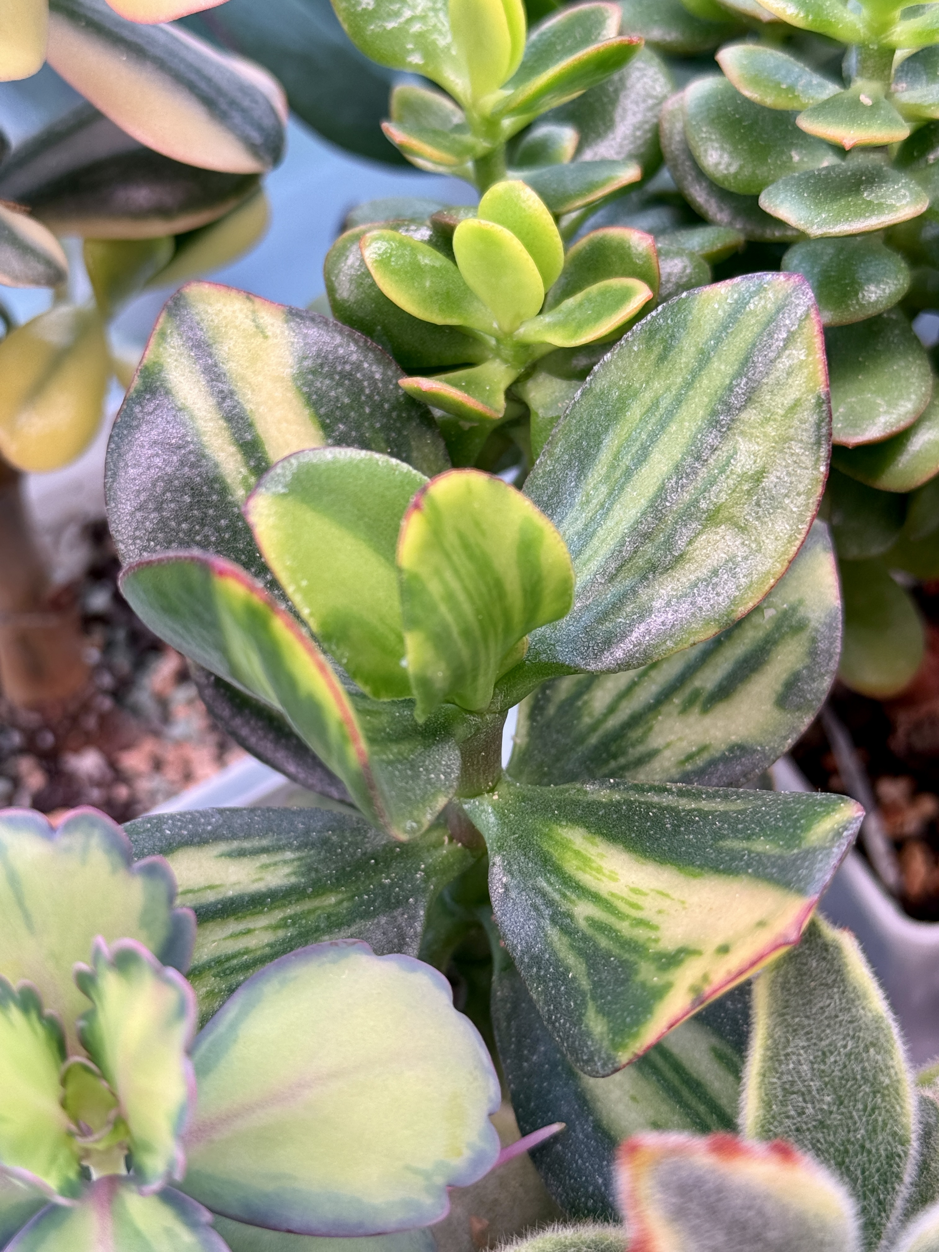 Комнатное растение Крассула Солана