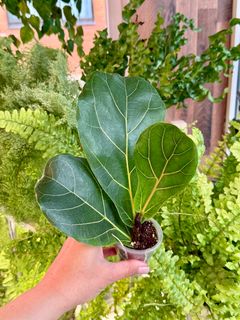 Фикус Лирата Колумнарис - миниатюра 2