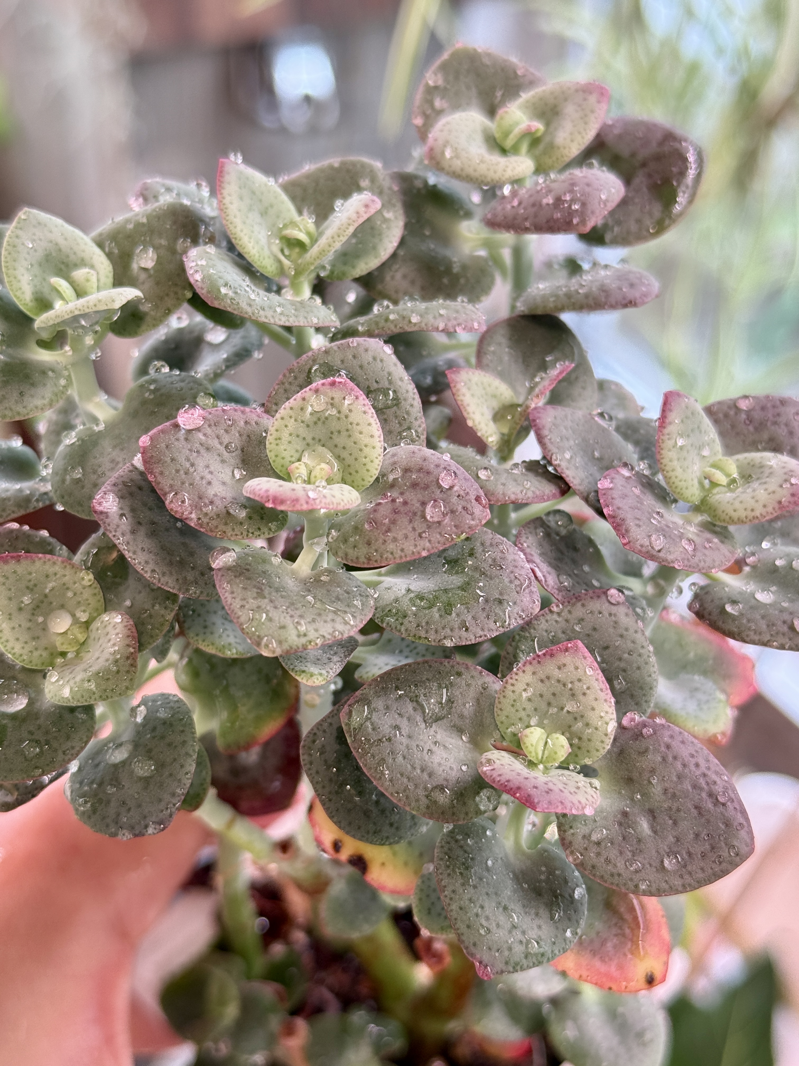 Крассула кордата - миниатюра 2