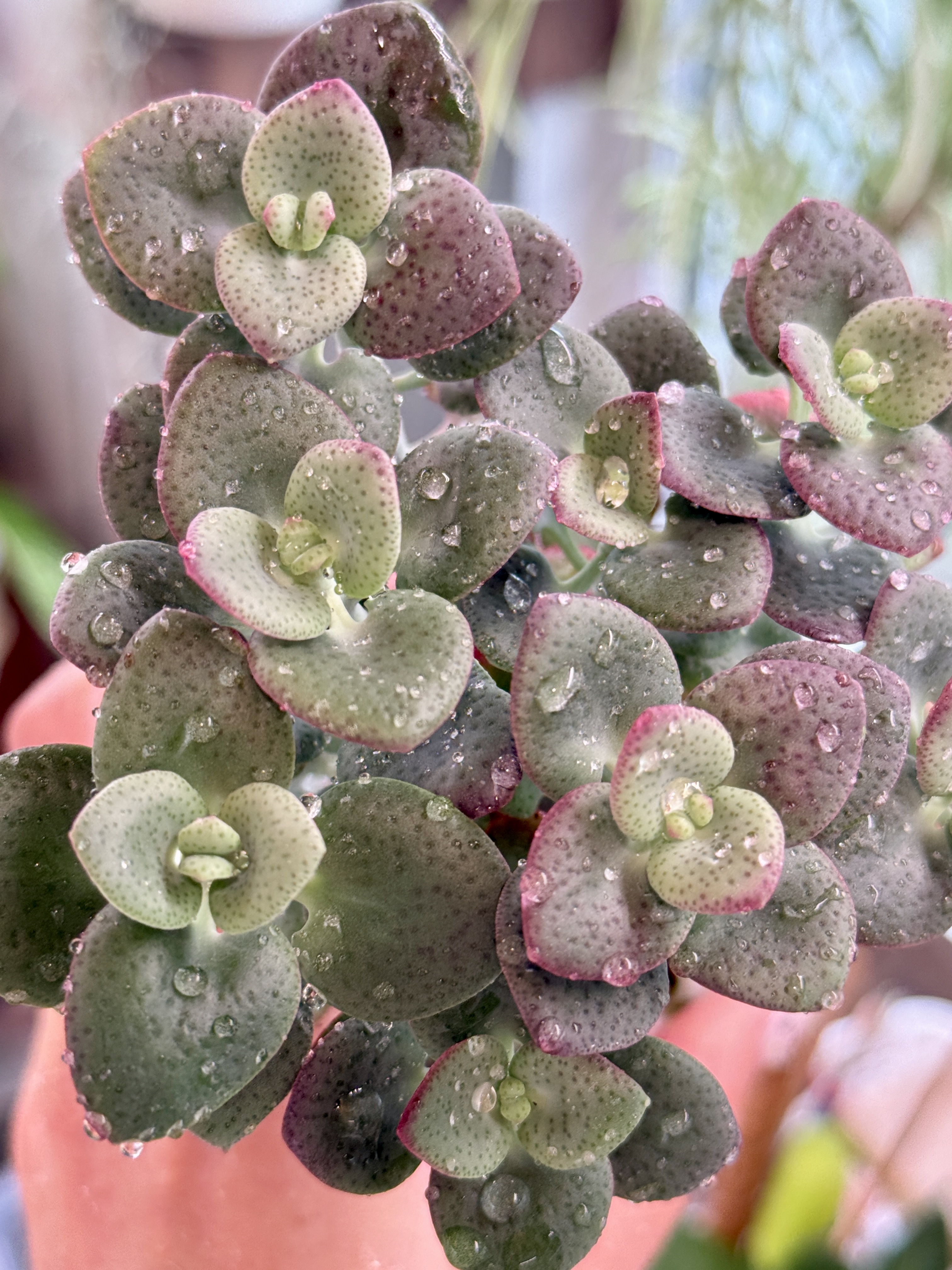 Комнатное растение Крассула кордата