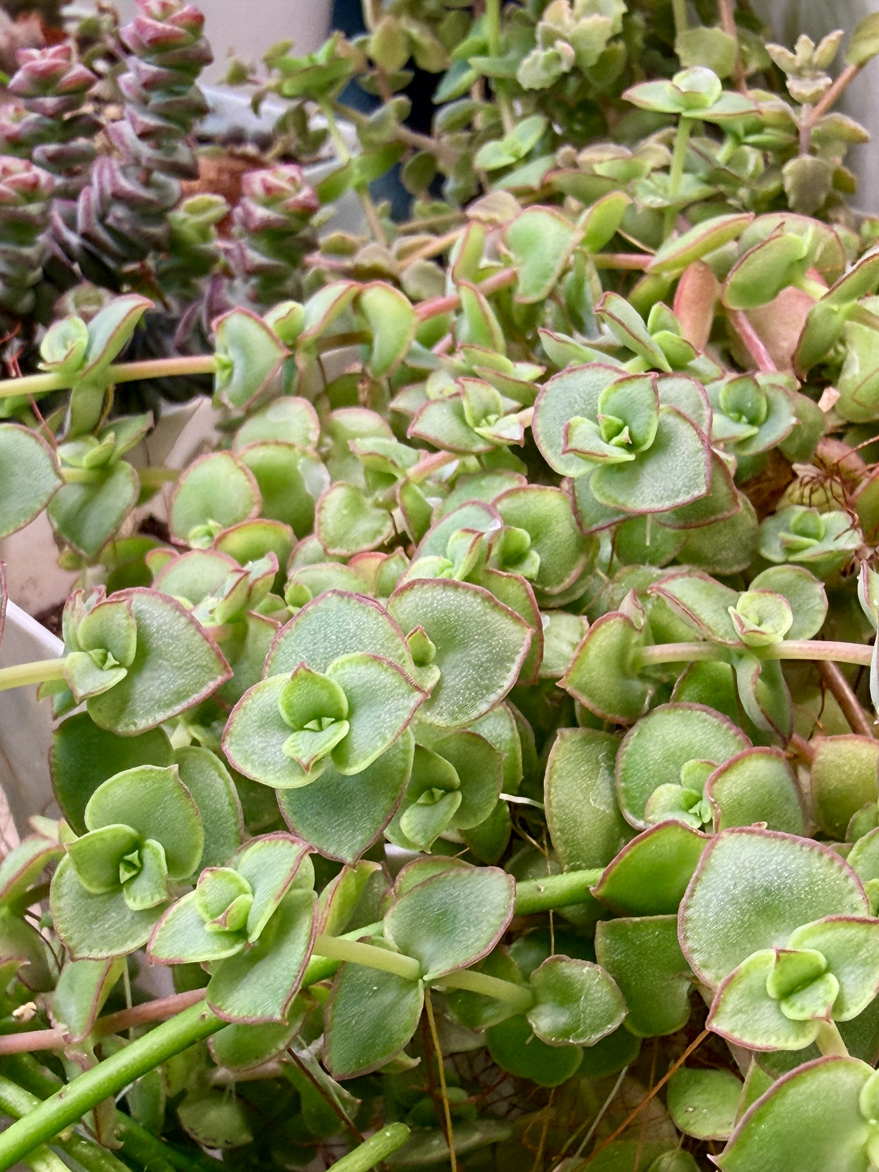 Комнатное растение Крассула Пеллюцида