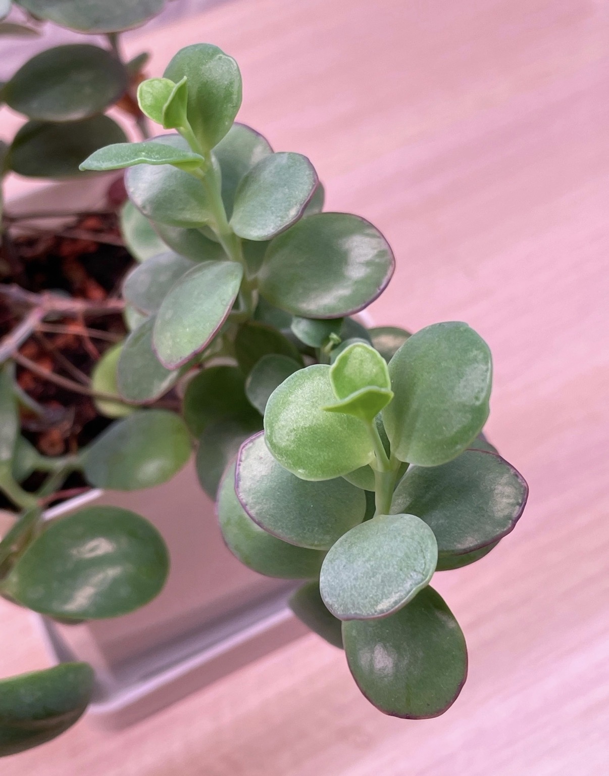 Каланхое Марнье - миниатюра 2