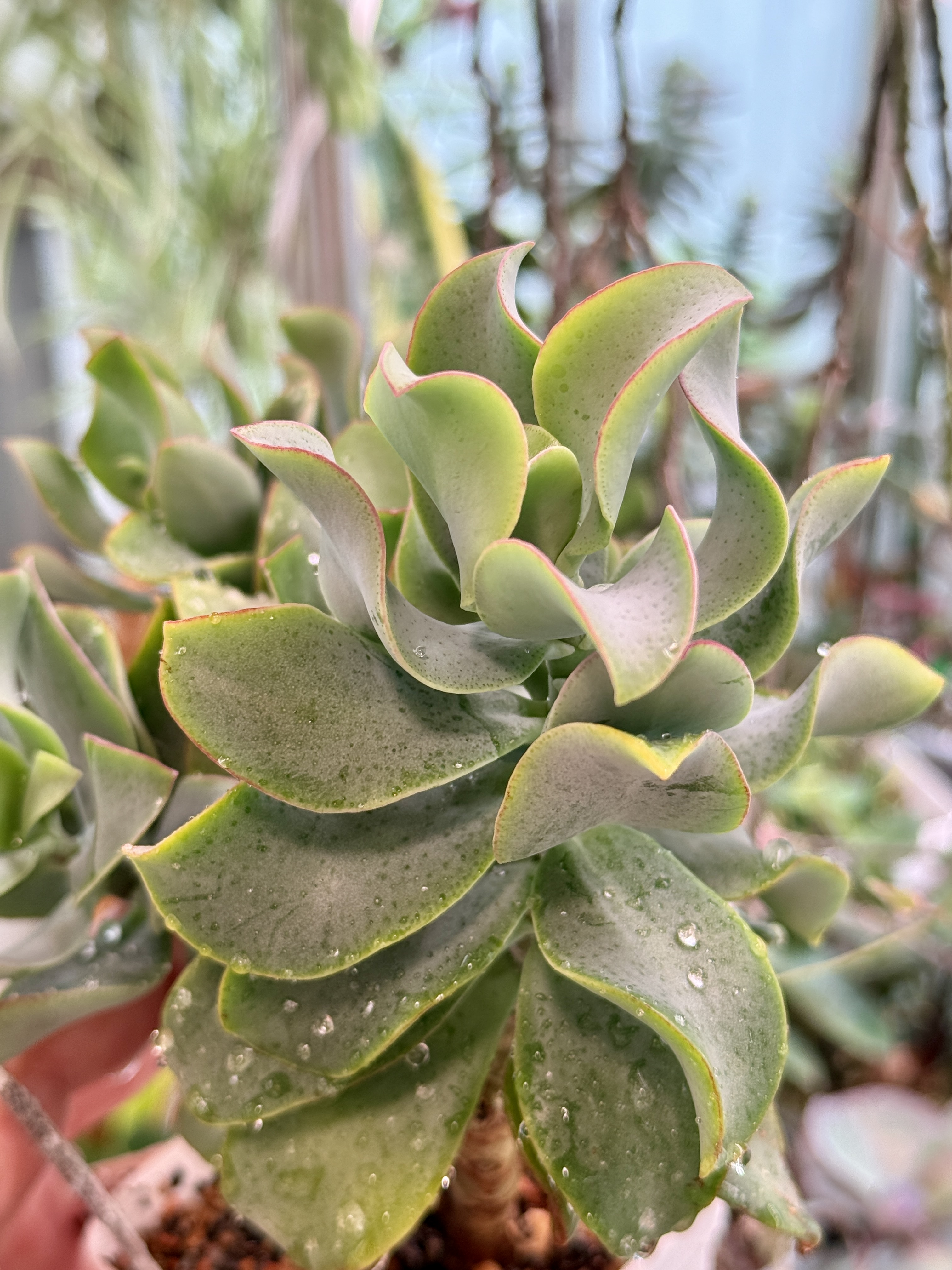 Комнатное растение Крассула Горгона