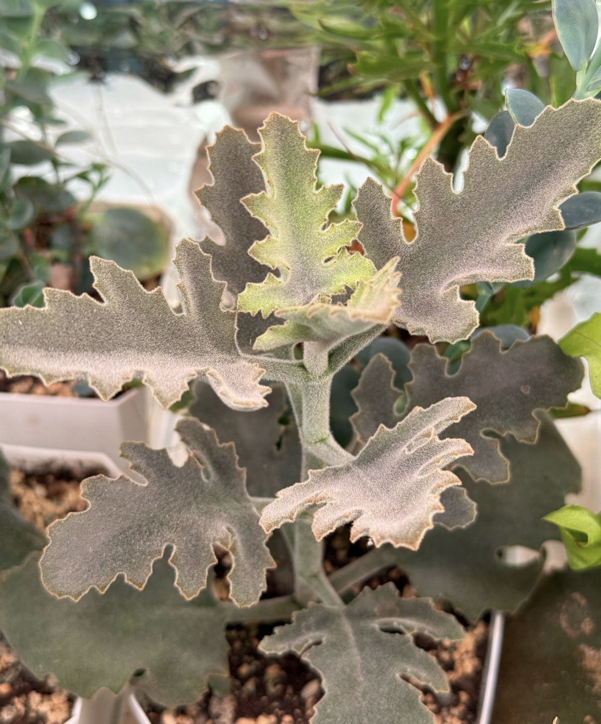 Каланхое Бехарское - миниатюра 2