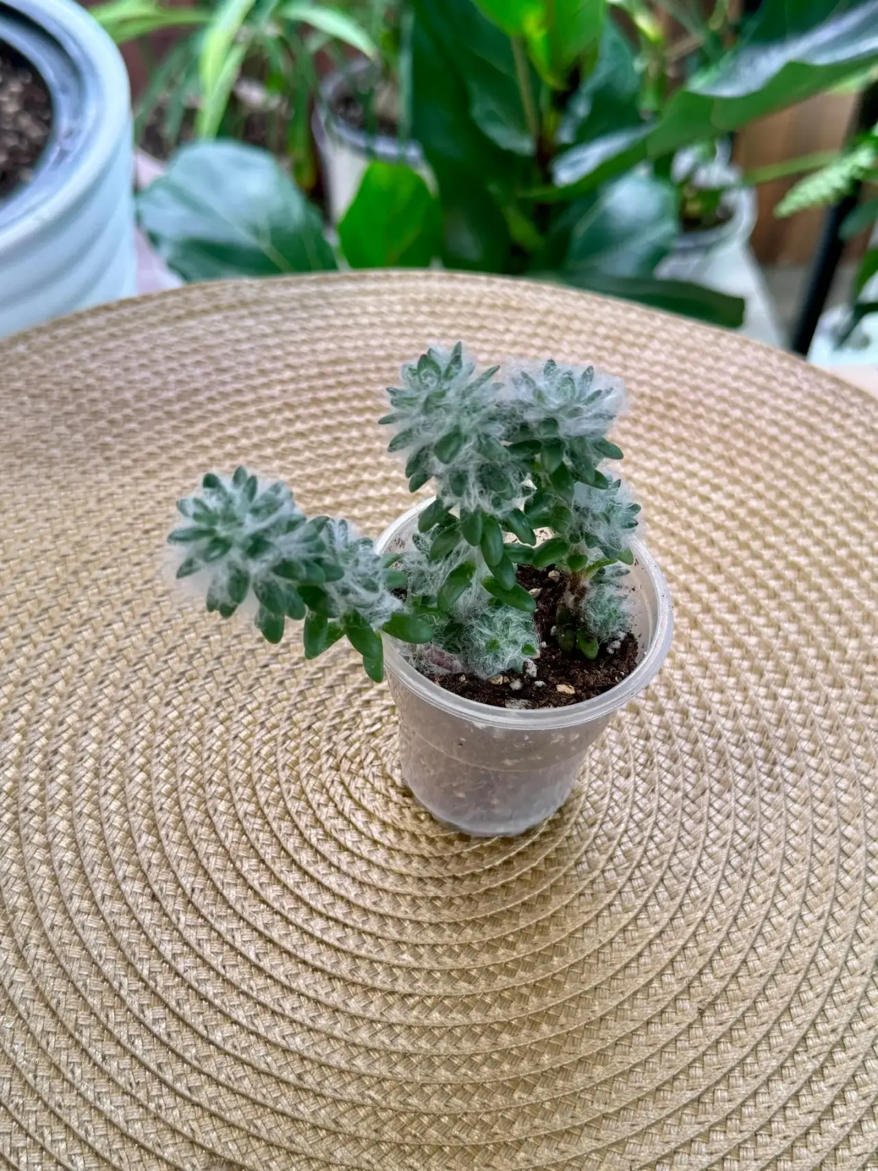 Портулак Вердермана - миниатюра 2