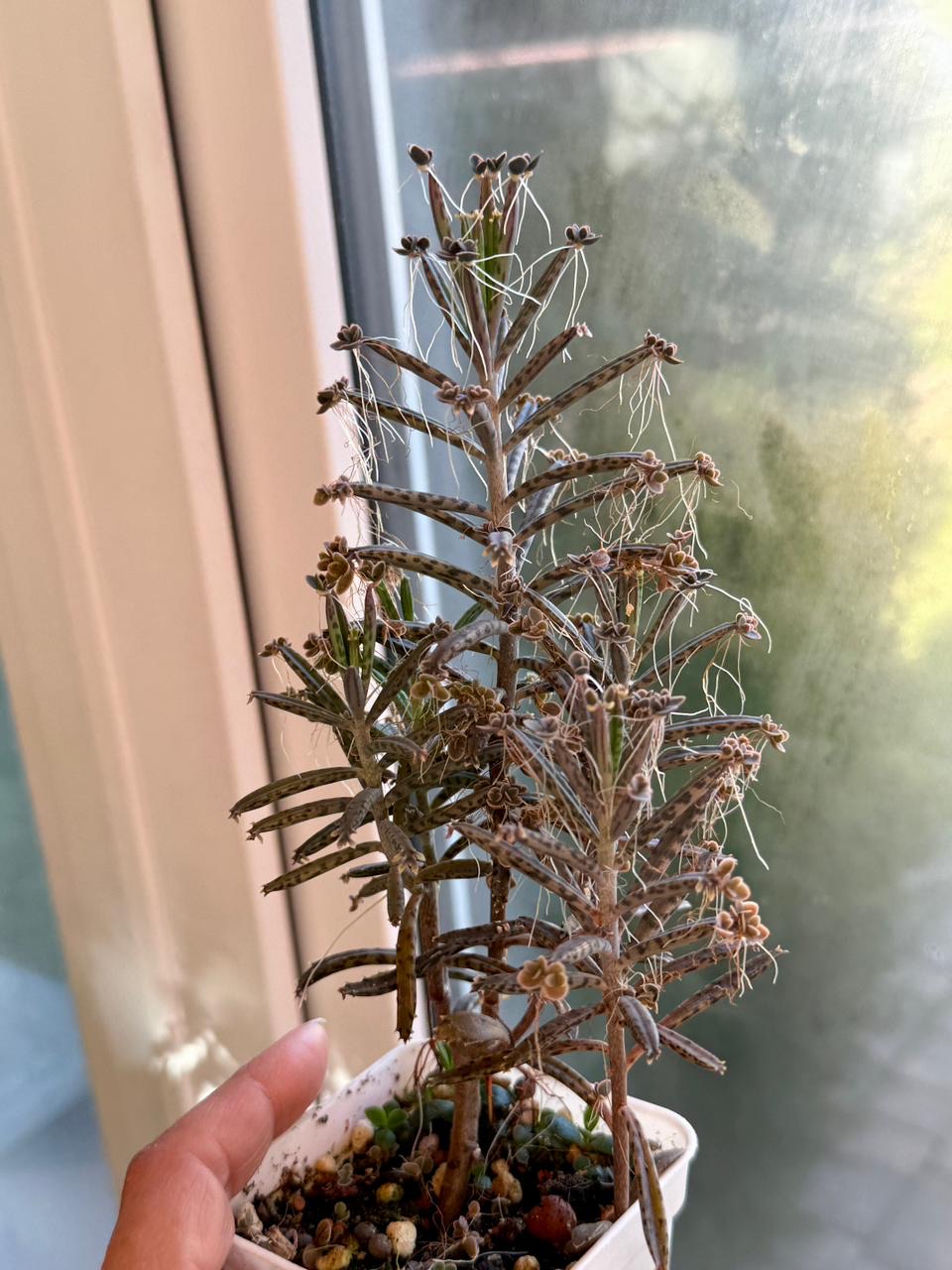 Каланхоэ Тубифлора трубкоцветное - миниатюра 2