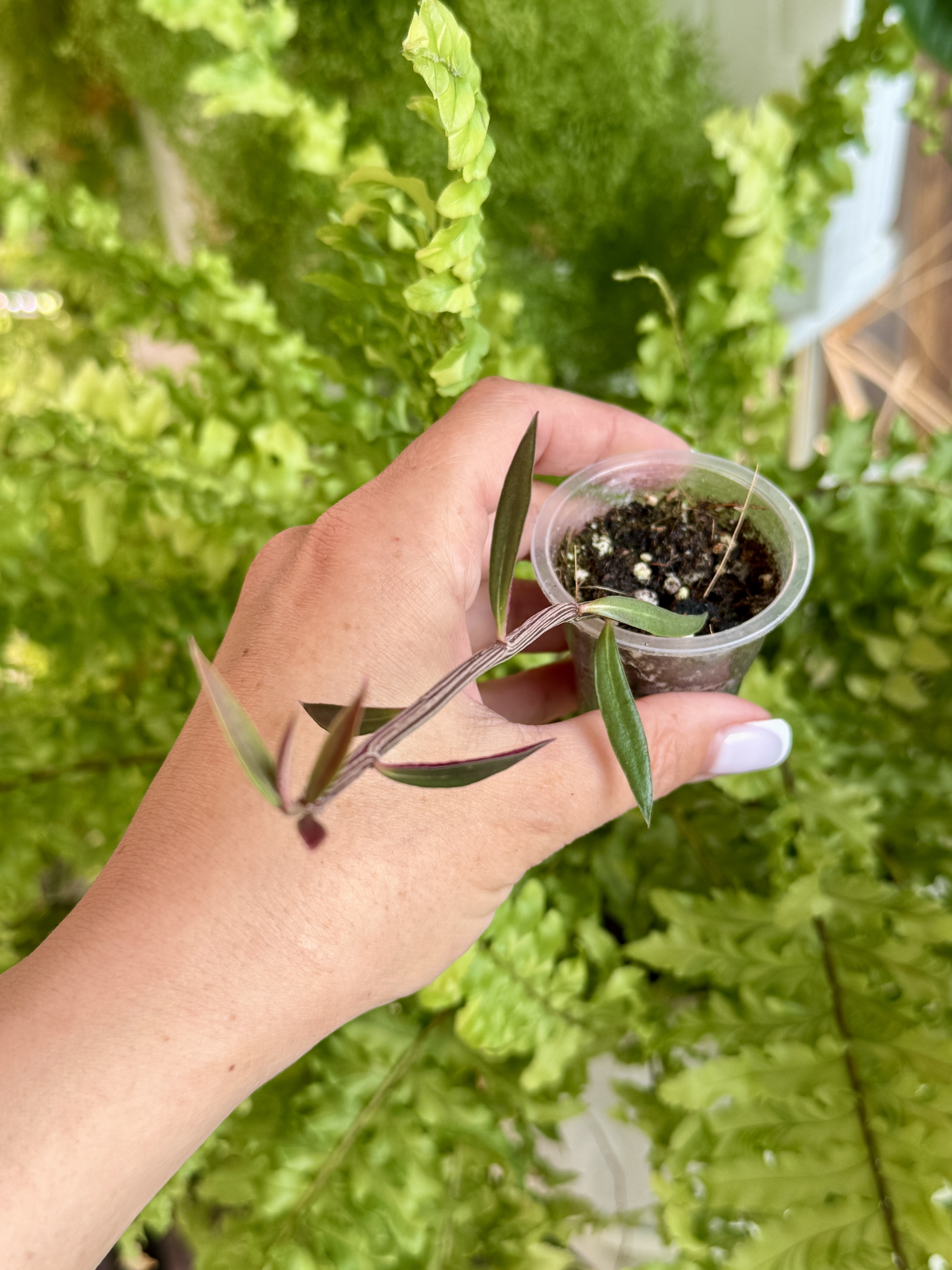 Монадениум рубеллум - миниатюра 3