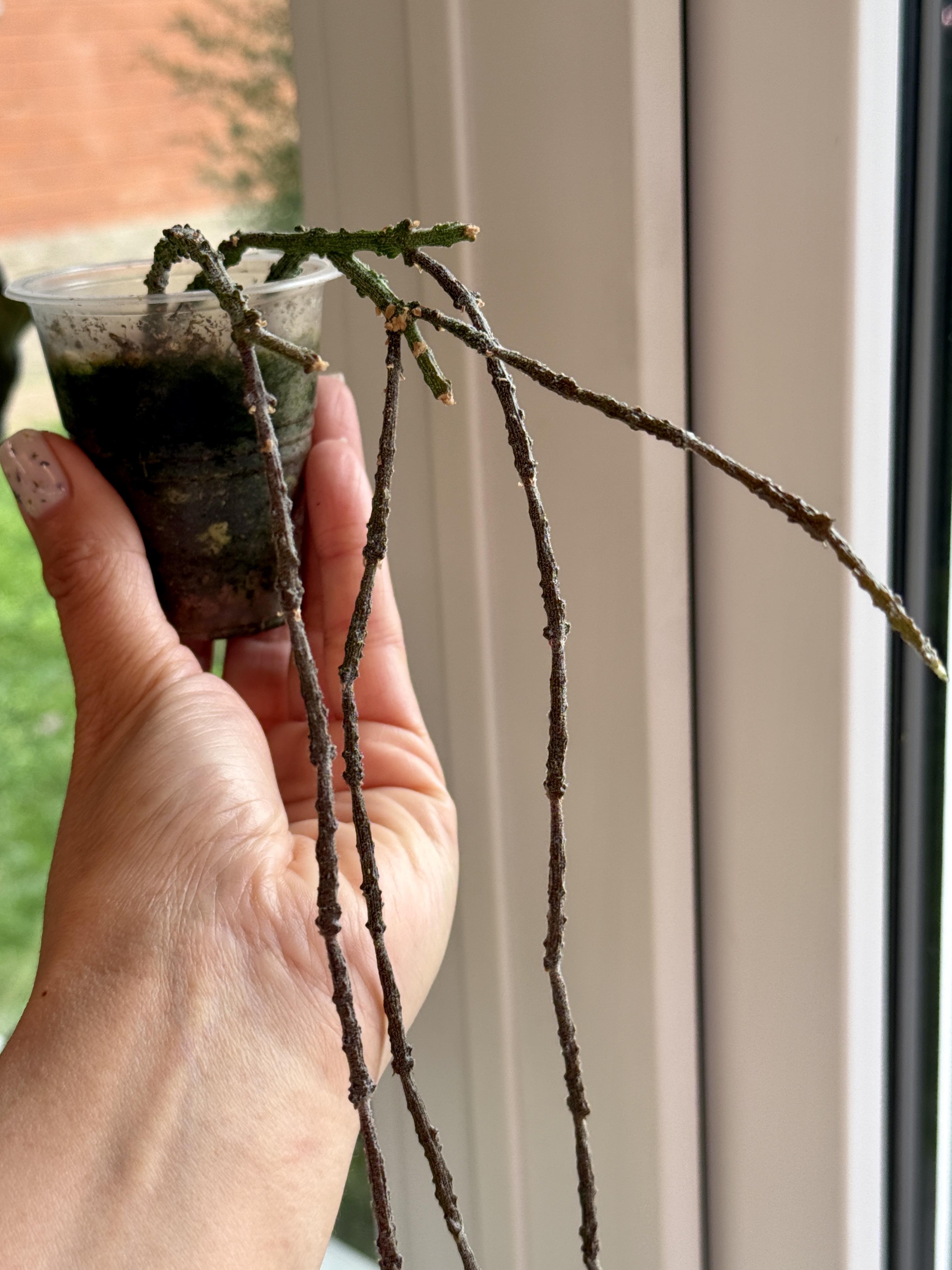 Цинанхум марниериана - миниатюра 3