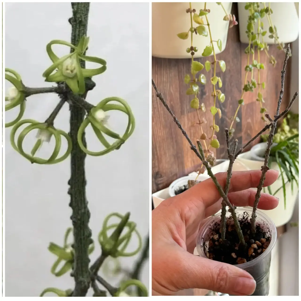 Комнатное растение Цинанхум марниериана