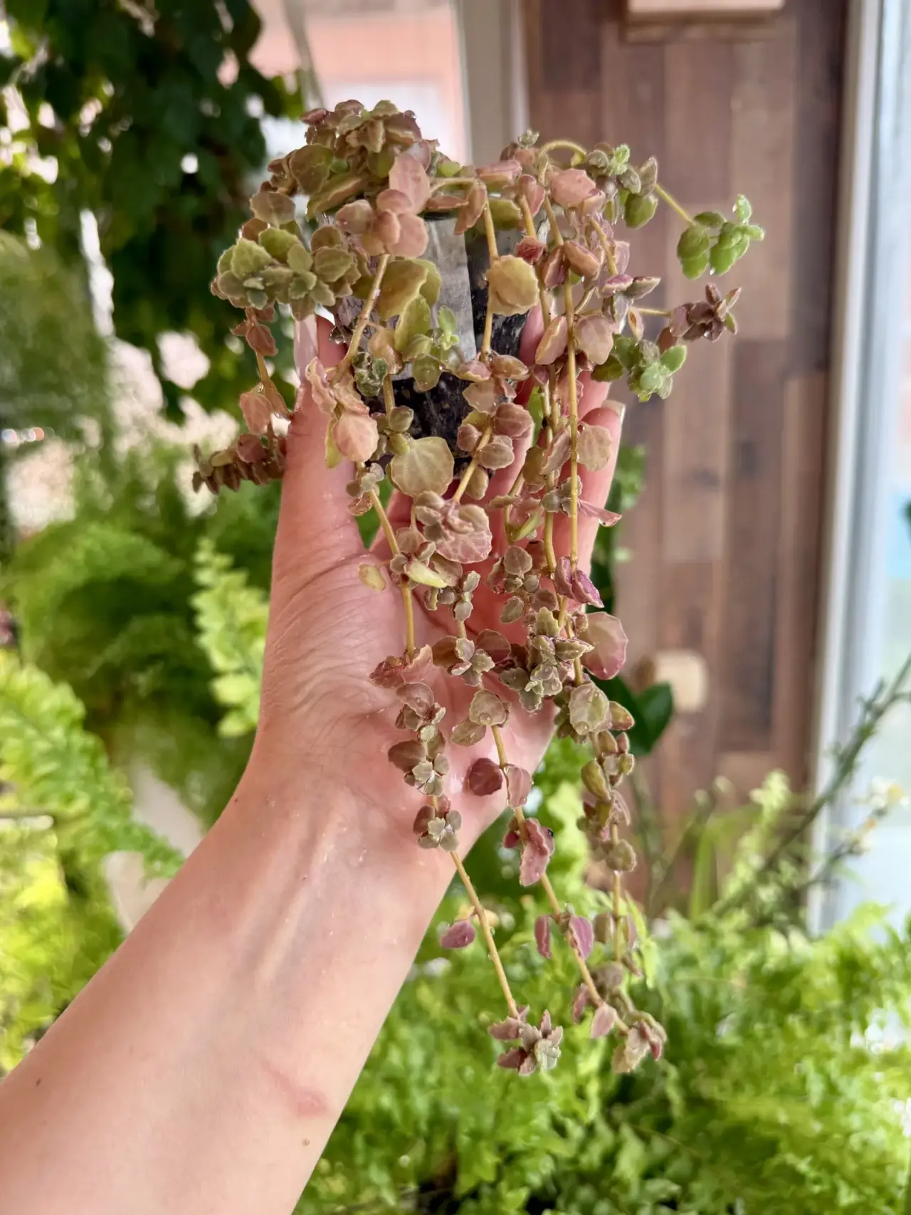 Шпороцветник лежачий - миниатюра 2