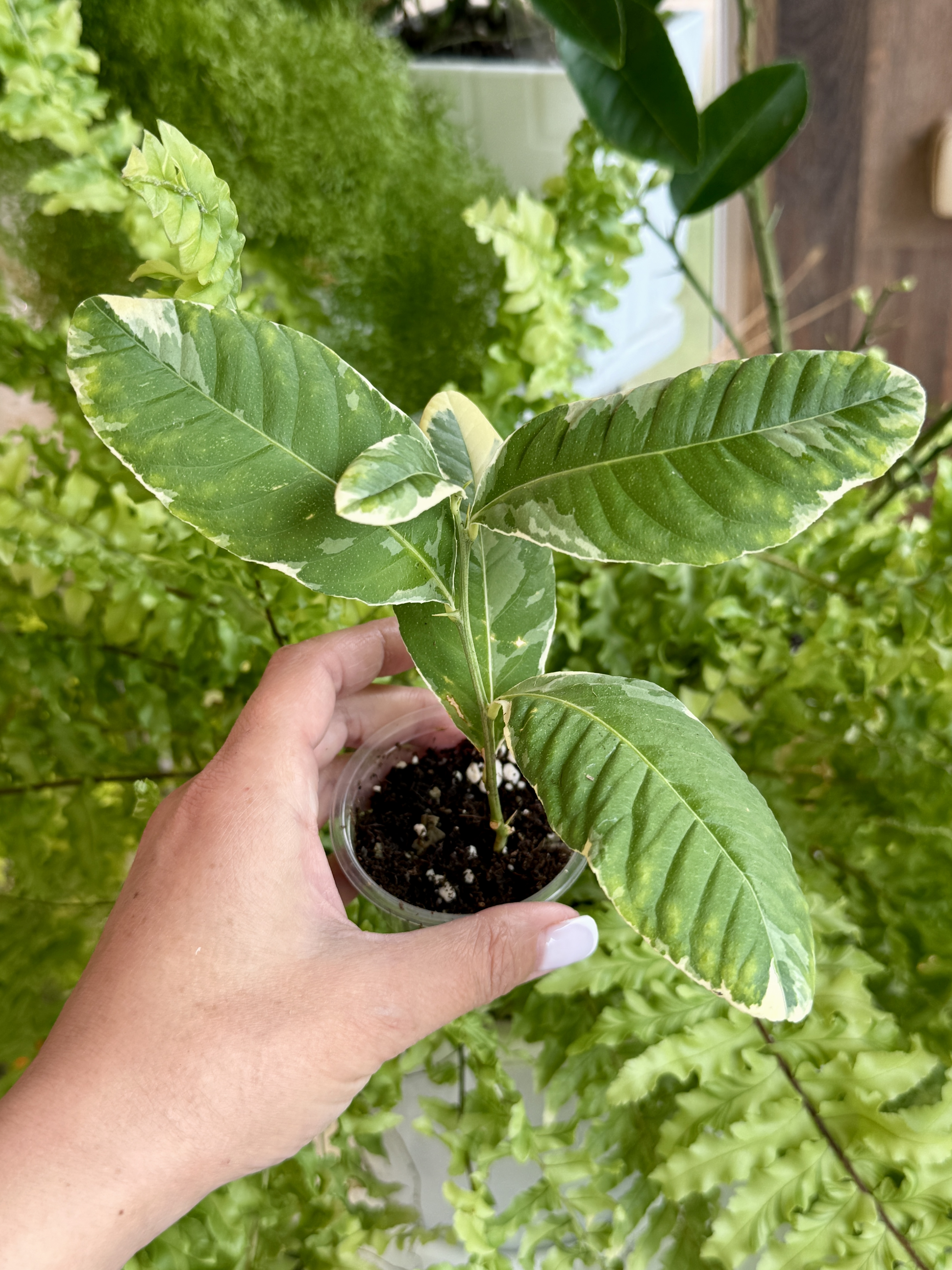 Комнатное растение Лимон вариегатный