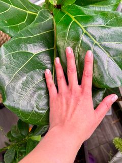 Фикус Лирата Колумнарис - миниатюра 3