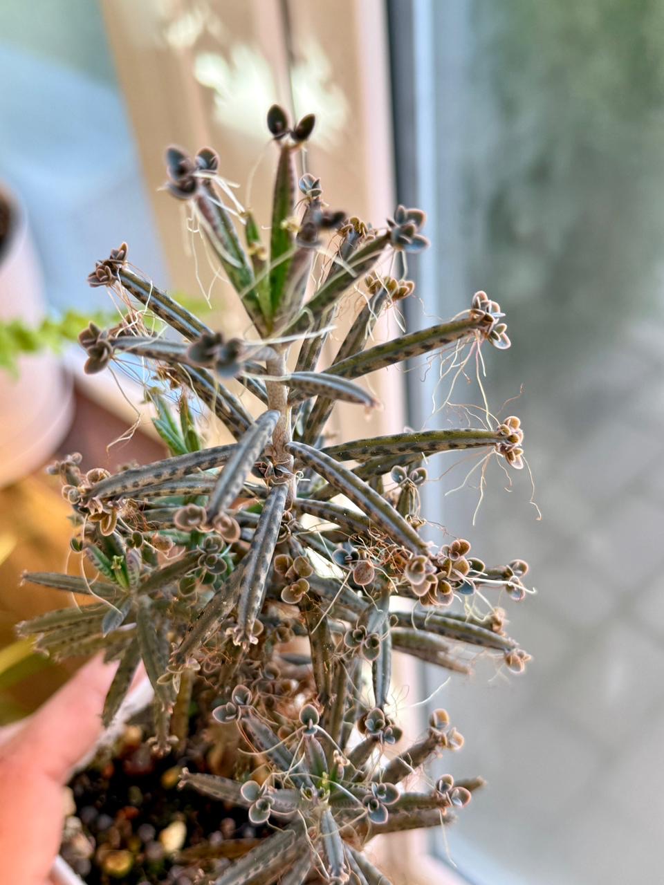 Комнатное растение Каланхоэ Тубифлора трубкоцветное