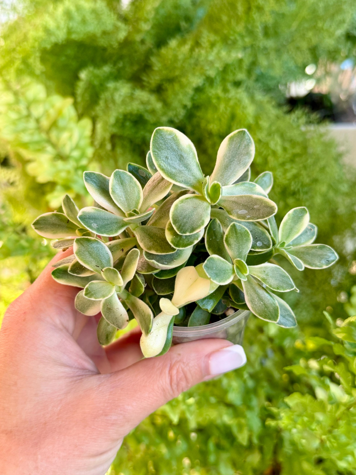 Комнатное растение Крассула мани мейкер вар