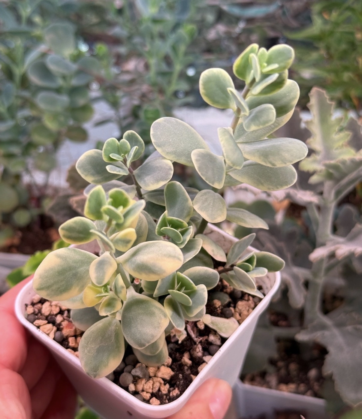 Комнатное растение Каланхоэ ротундифолия Вариегатное