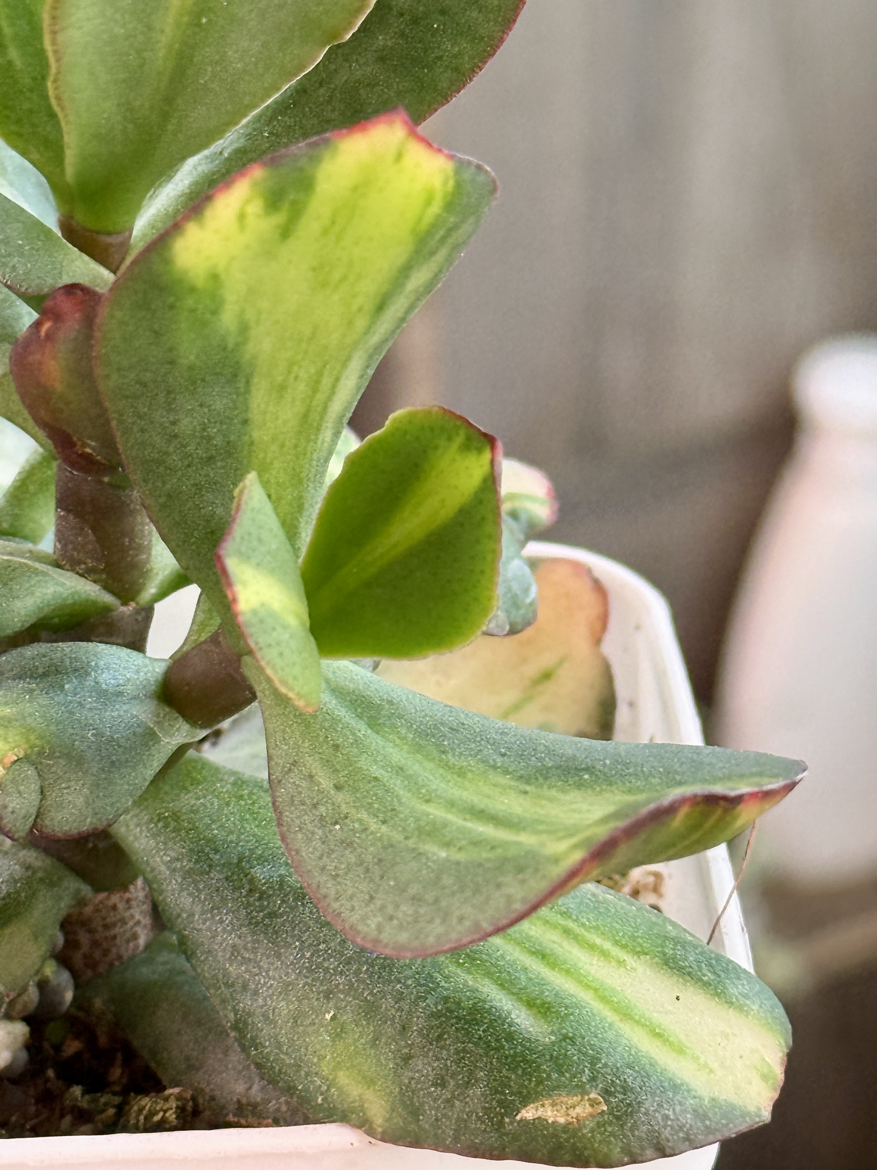 Комнатное растение Крассула Блу бёрд Медиовариегатная