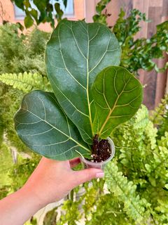 Фикус Лирата Колумнарис - миниатюра 1