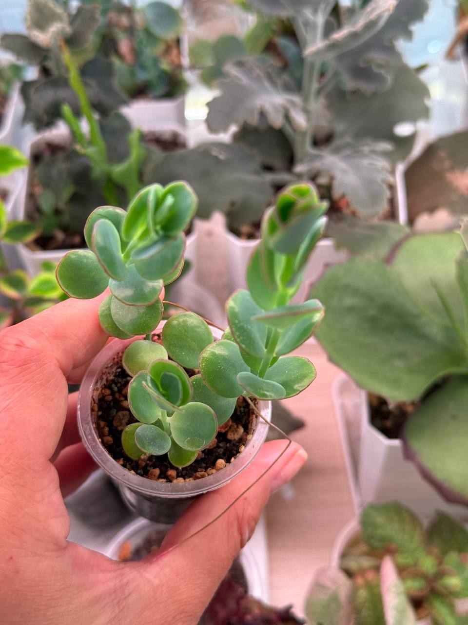 Комнатное растение Каланхое Марнье