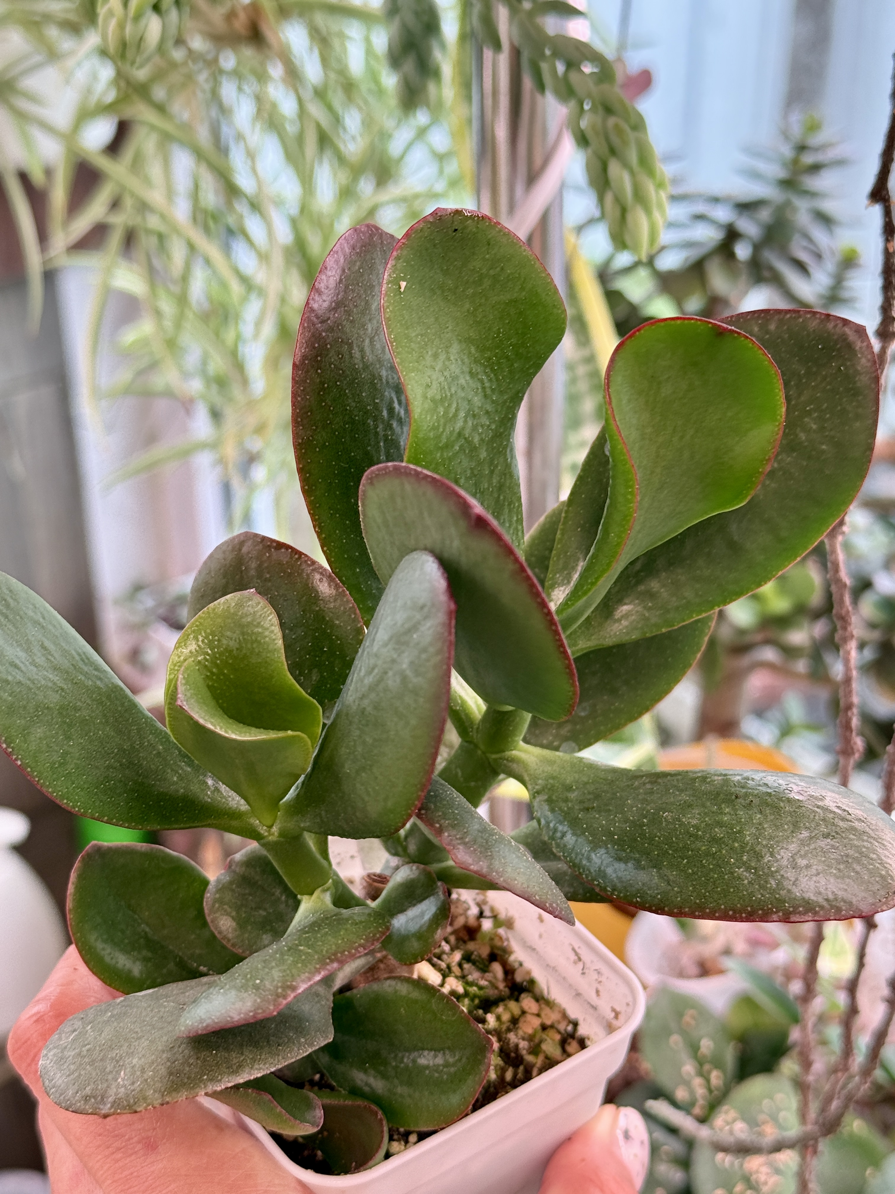 Комнатное растение Крассула Харви Соланс