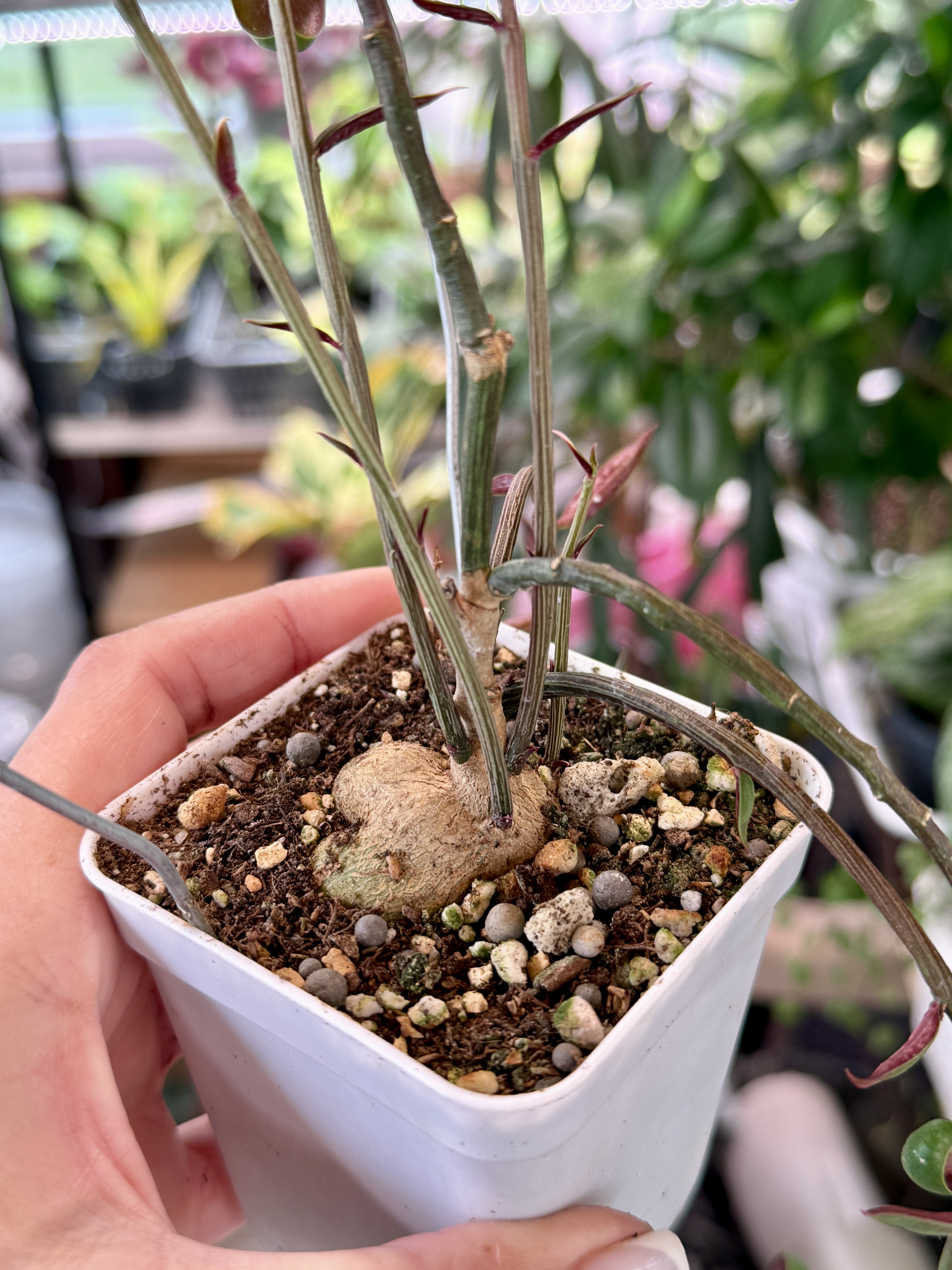 Монадениум рубеллум - миниатюра 4