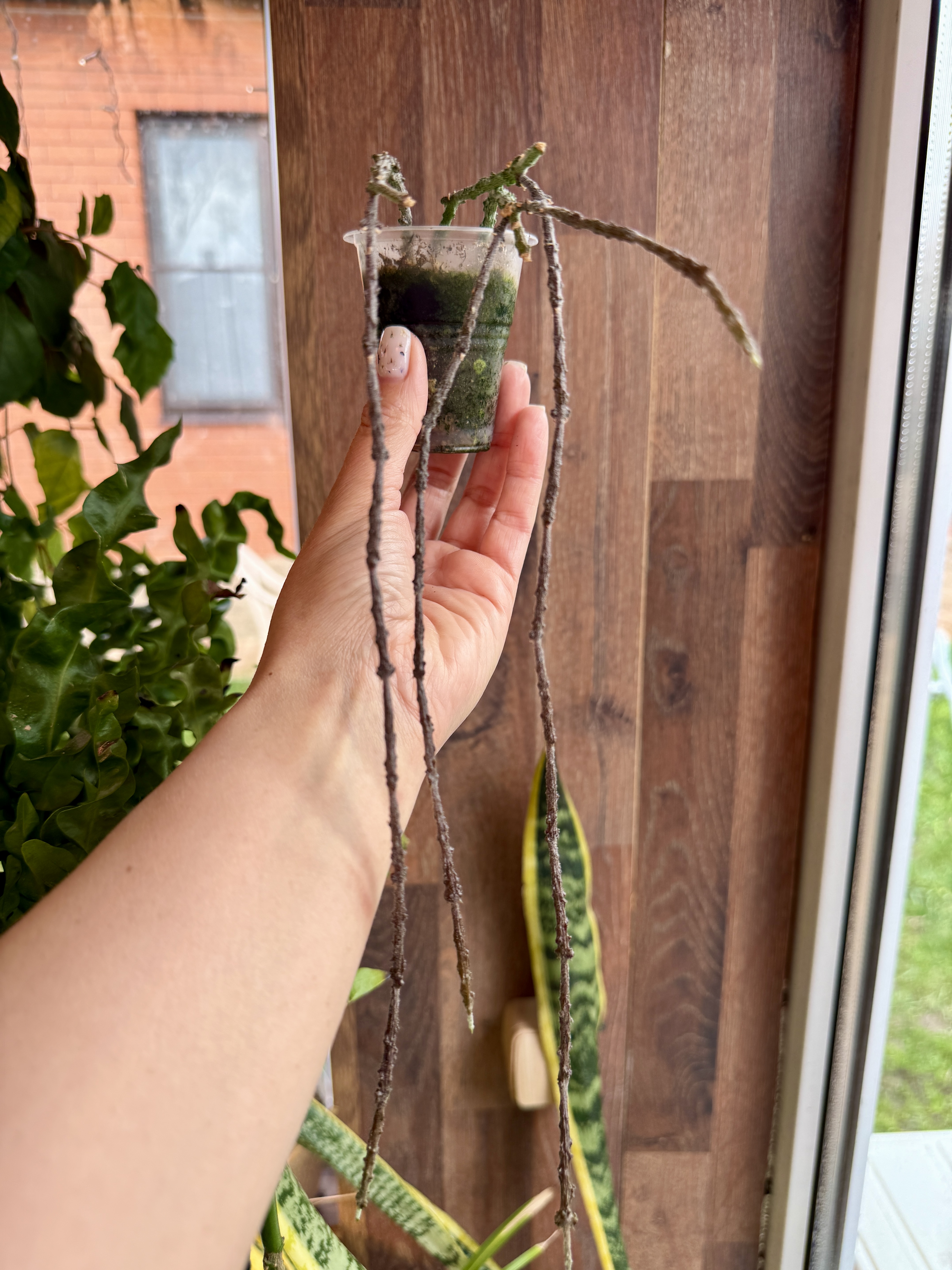 Цинанхум марниериана - миниатюра 2