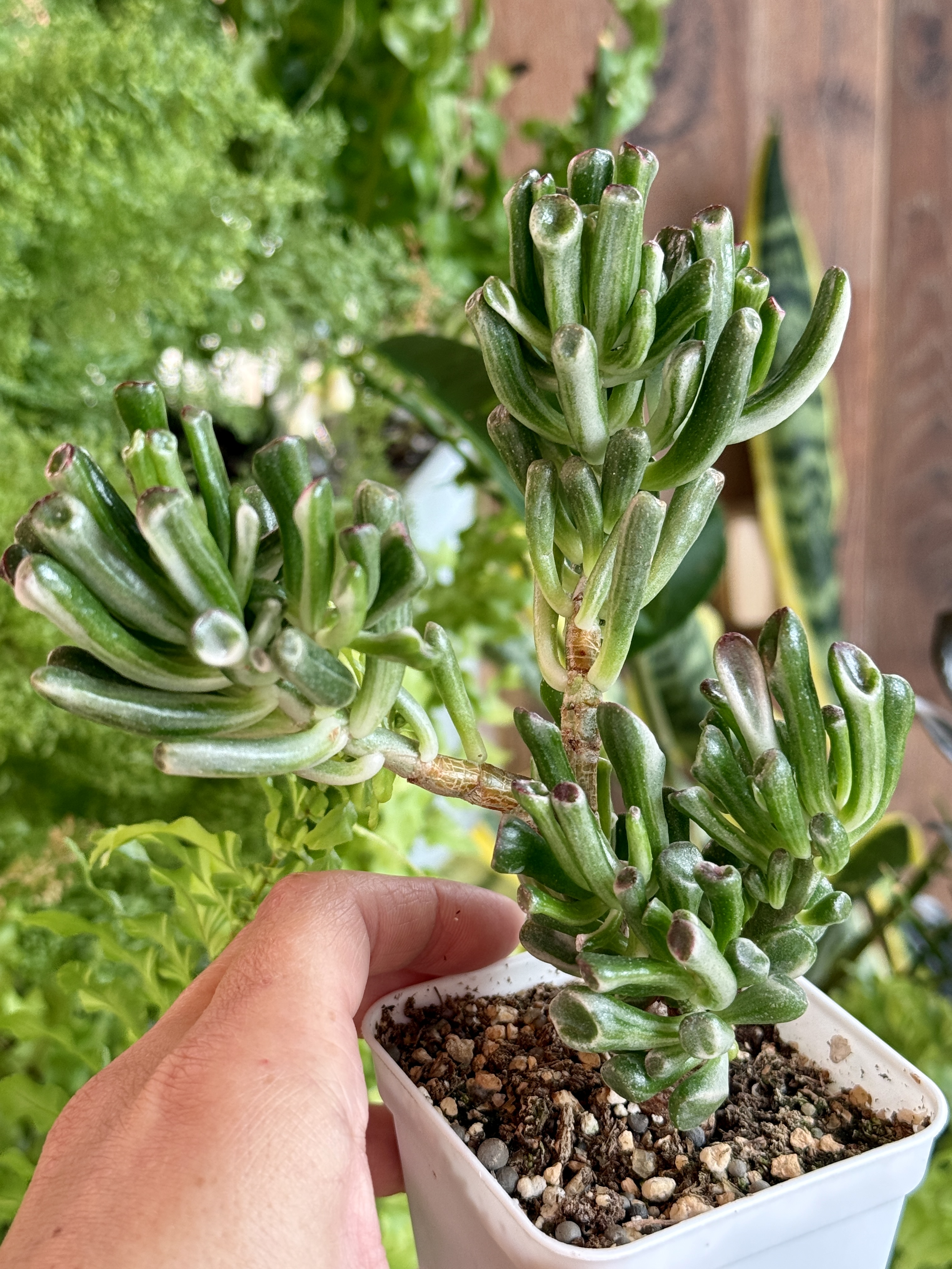 Комнатное растение Крассула голлум вайт вар